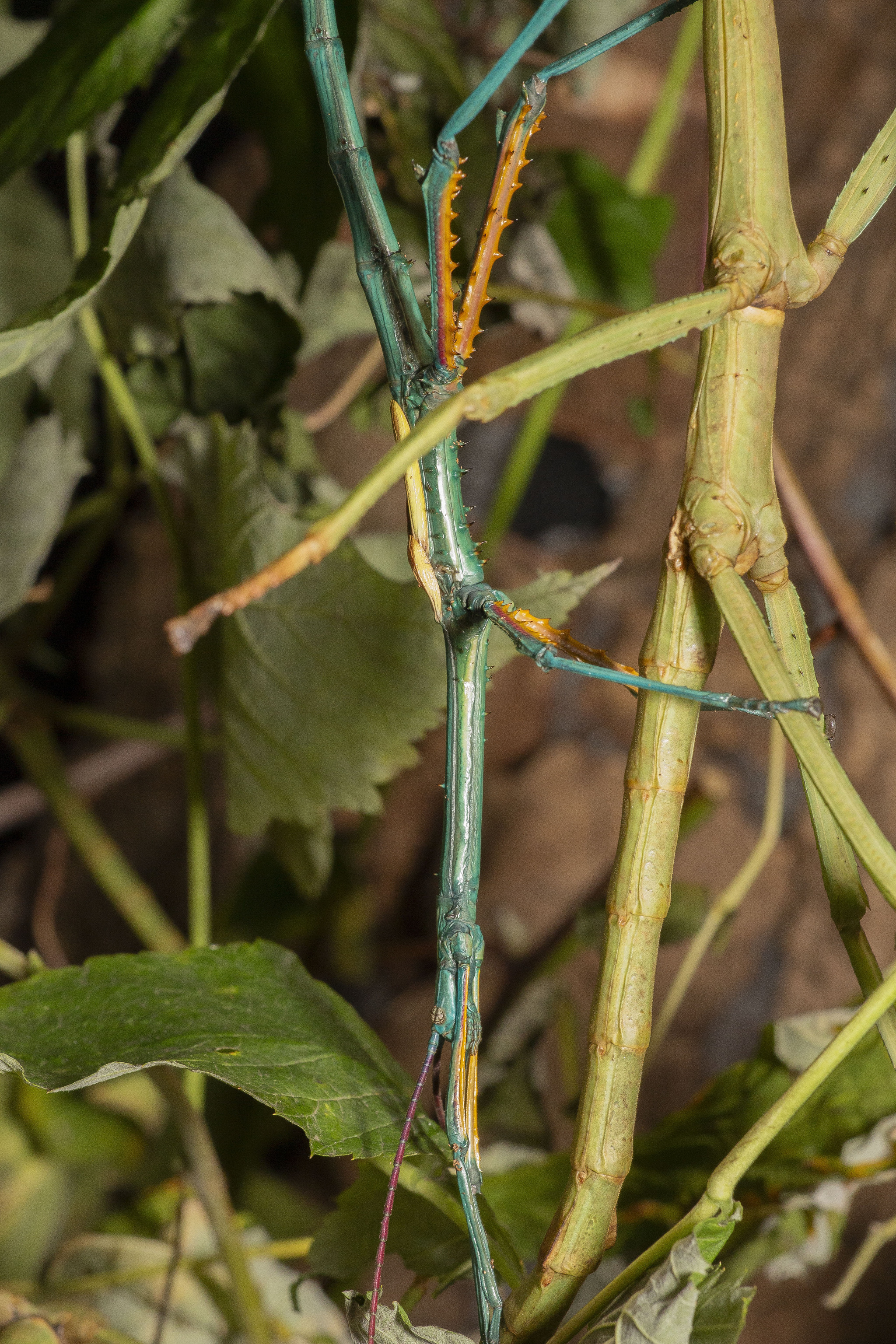 Photos of insects - My, Insects, Macro photography, The photo, Stick insect, Grasshopper, Mantis, Ants, Longpost