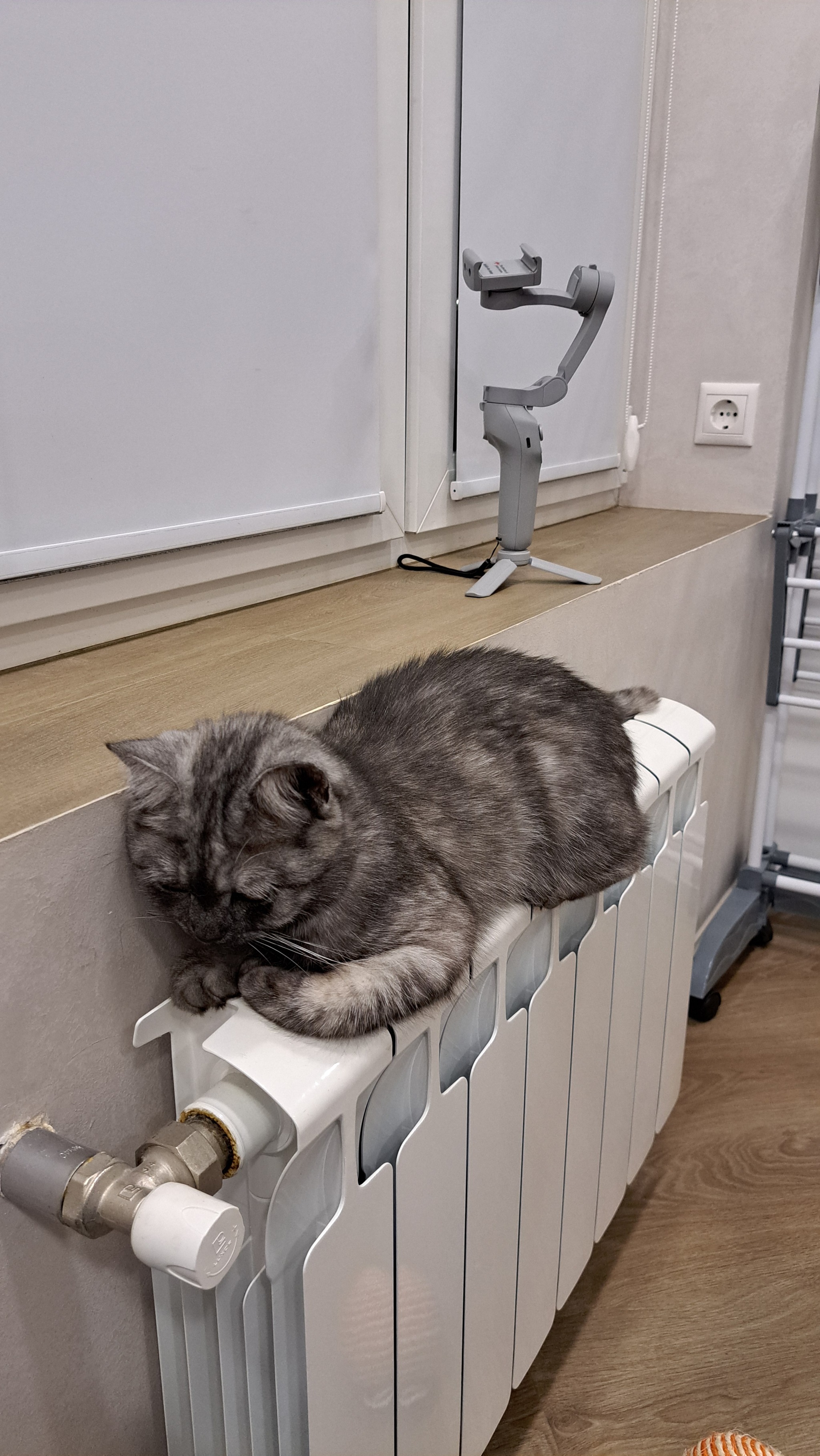 Radiator Heat Tests - My, cat, Heating, Radiator, Longpost, Pets, The photo