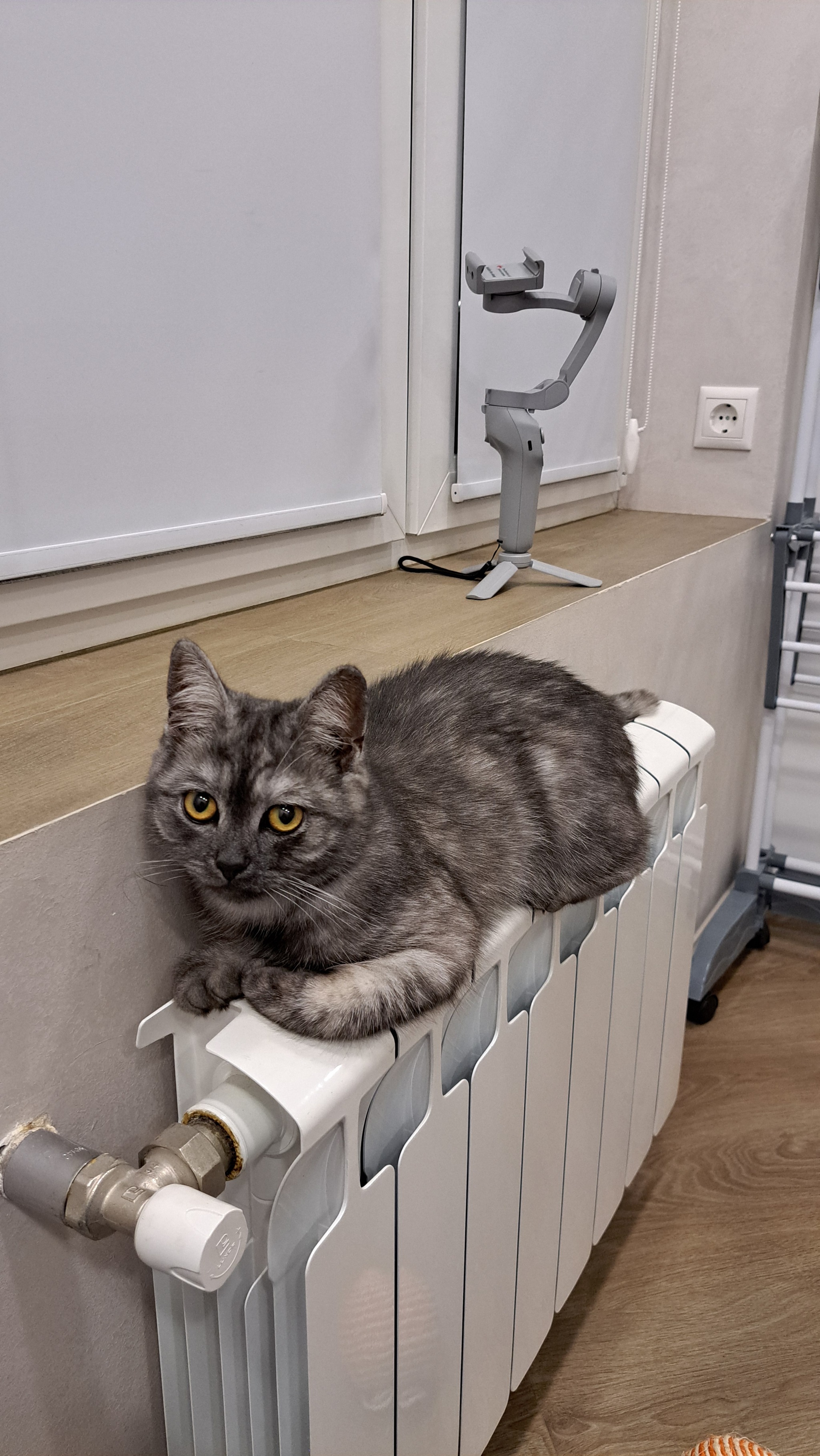 Radiator Heat Tests - My, cat, Heating, Radiator, Longpost, Pets, The photo