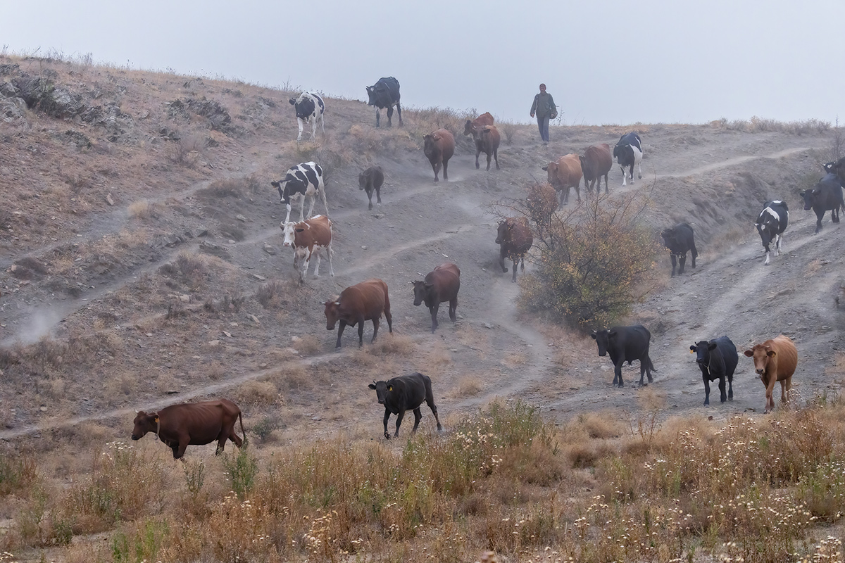 They are dusting - My, Herd, Cow, Rostov region, Steppe