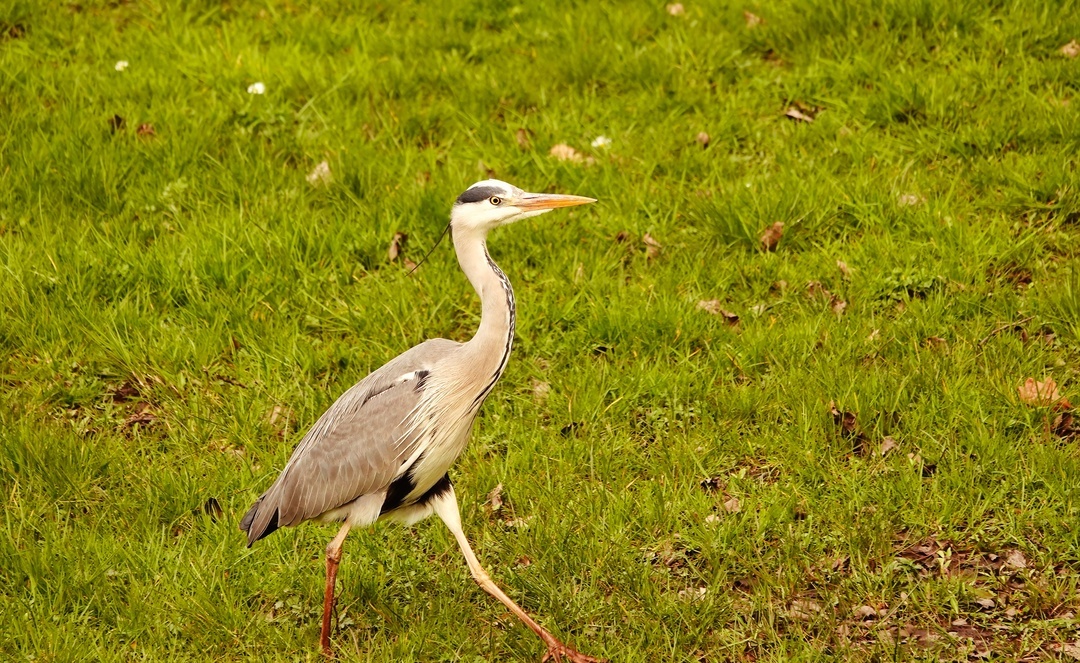 Heron - My, The photo, Netherlands (Holland), Nature, Birds, Heron