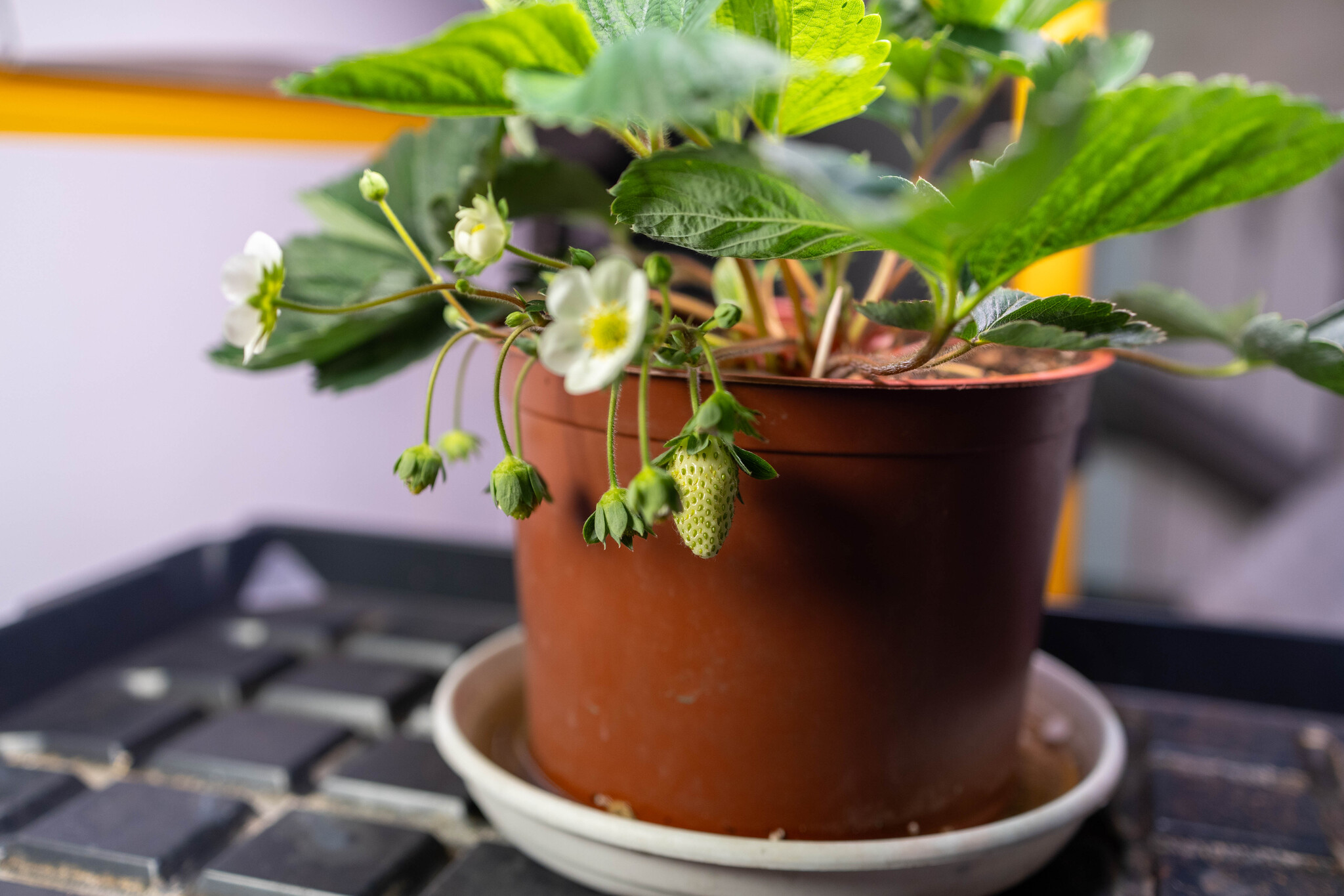 Do you grow strawberries at home? - My, Vegetable garden on the windowsill, Strawberry (plant)