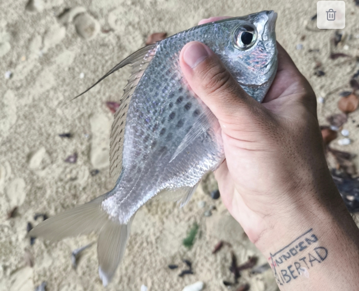 Melanesia Travel Diary. Malaysia. Day 114. Sea Fishing! - My, Around the world, Travels, Drive, Informative, Fishing, Kindness, People, Sea, Life stories, Video, Longpost