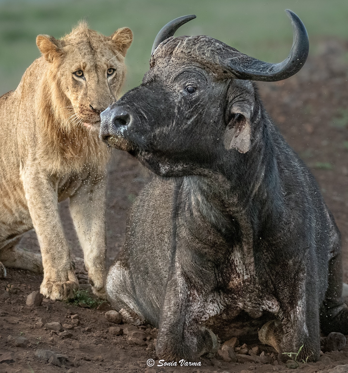 Inevitability - a lion, Big cats, Cat family, Predatory animals, African buffalo, Artiodactyls, Wild animals, wildlife, National park, Africa, The photo