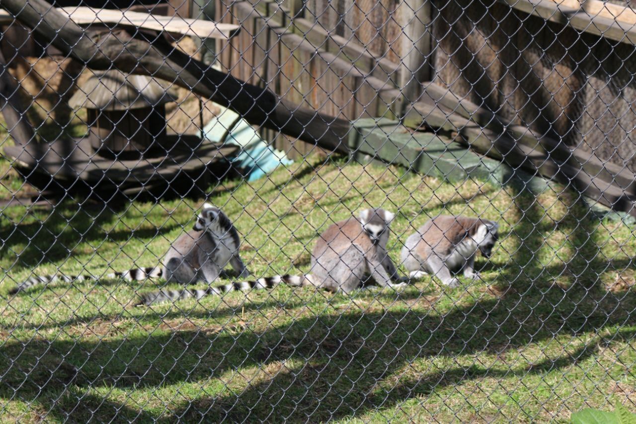 There is contact...with nature - Travels, Republic of Belarus, Lithuania, Visa-free regime, Nature, Zoo, Longpost