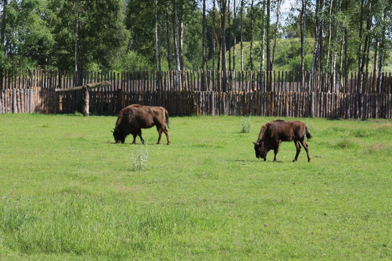 There is contact...with nature - Travels, Republic of Belarus, Lithuania, Visa-free regime, Nature, Zoo, Longpost