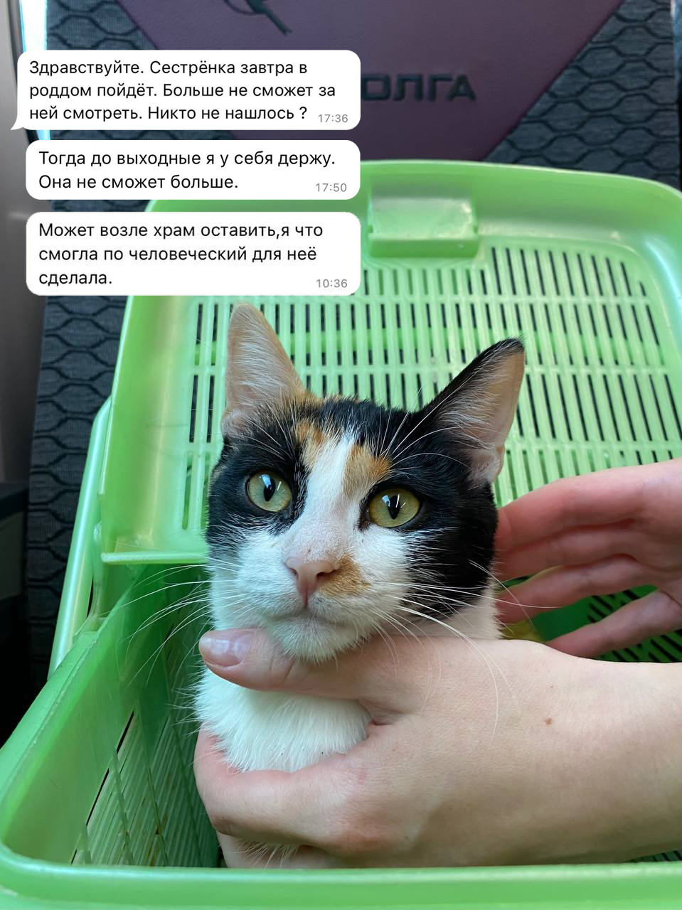 порно с животными 
