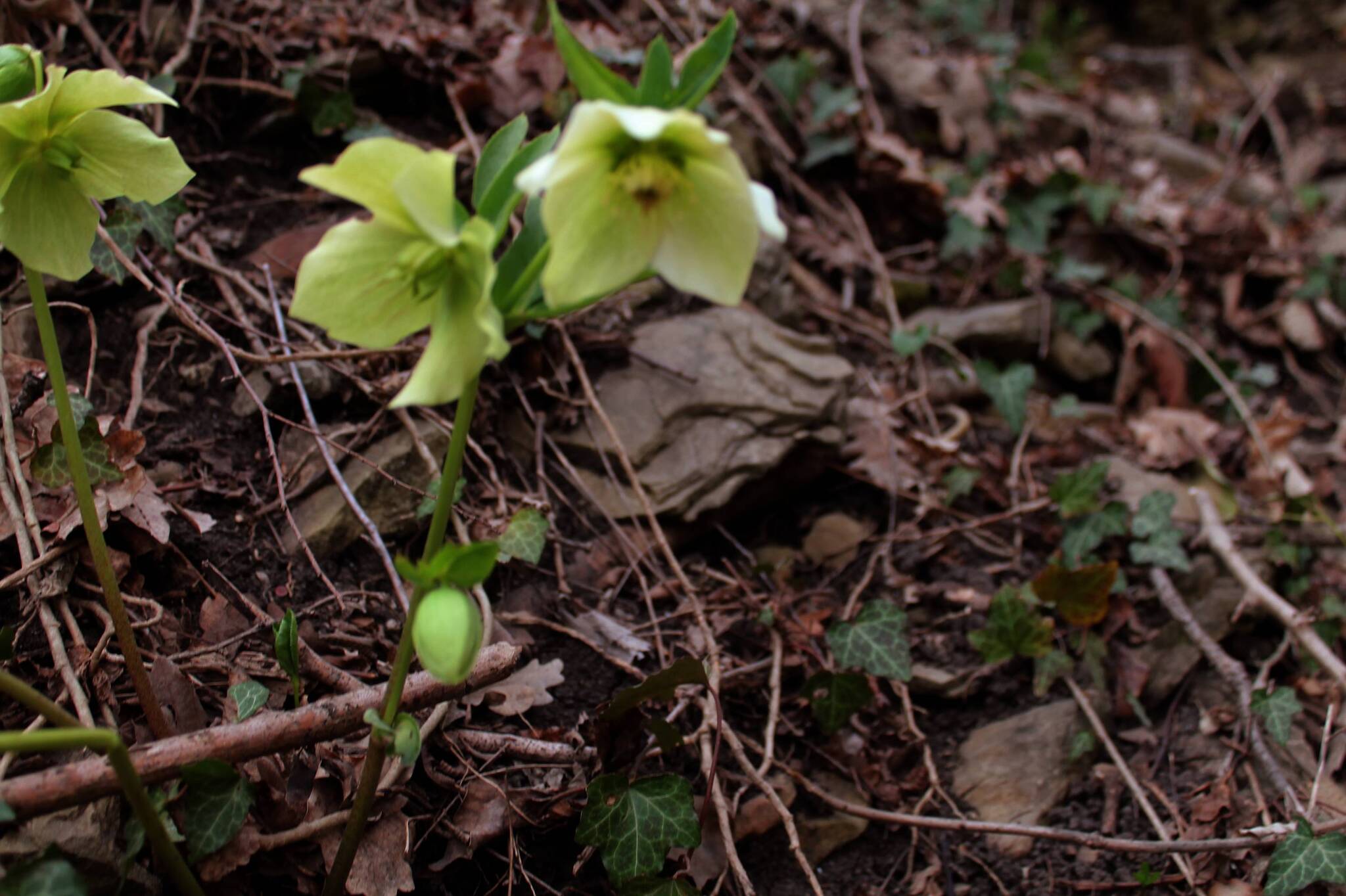 Hellebore - My, The photo, Nature, Plants, Bloom, Hellebore