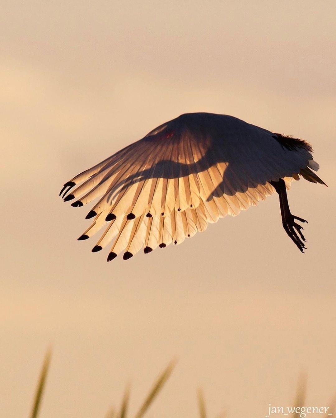 In flight - Ibis, The photo