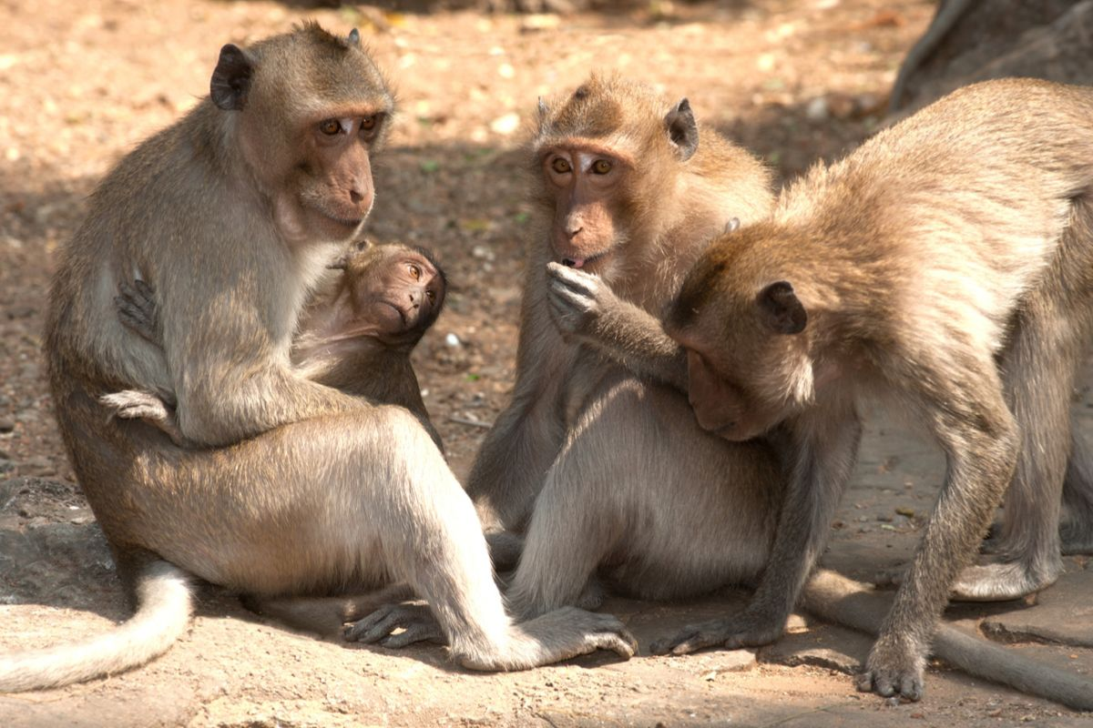 Nine monkeys die at Hong Kong zoo from unknown disease - Monkey, Zoobotsad, Hong Kong, Wild animals, China, Eastern Asia, Primates, Death, Negative, Расследование, Longpost