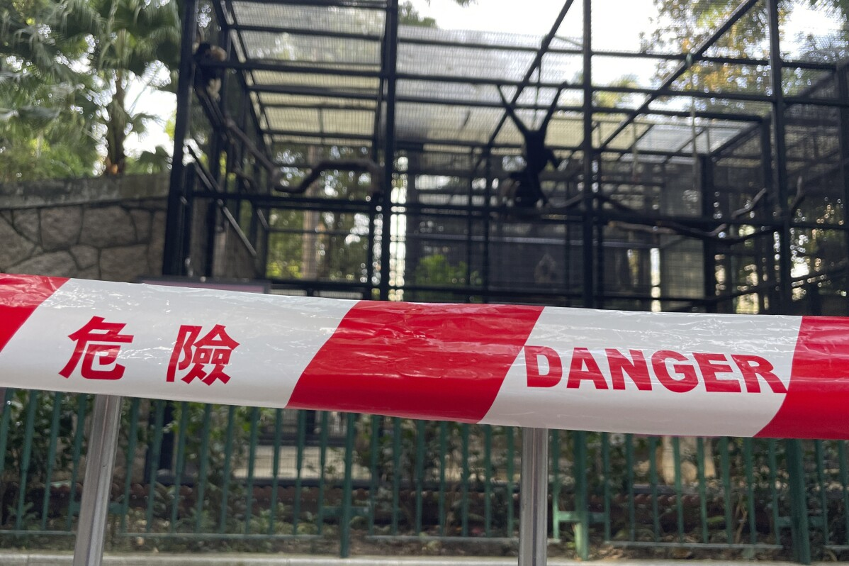 Nine monkeys die at Hong Kong zoo from unknown disease - Monkey, Zoobotsad, Hong Kong, Wild animals, China, Eastern Asia, Primates, Death, Negative, Расследование, Longpost