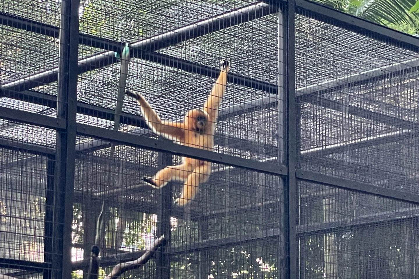 Nine monkeys die at Hong Kong zoo from unknown disease - Monkey, Zoobotsad, Hong Kong, Wild animals, China, Eastern Asia, Primates, Death, Negative, Расследование, Longpost