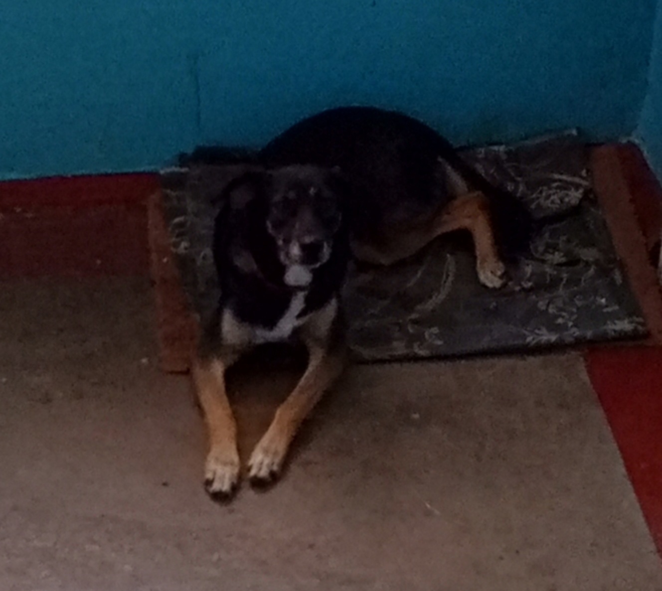 Large stray dogs have taken up residence in the entrance of our building - Stray dogs, Troubled neighbors