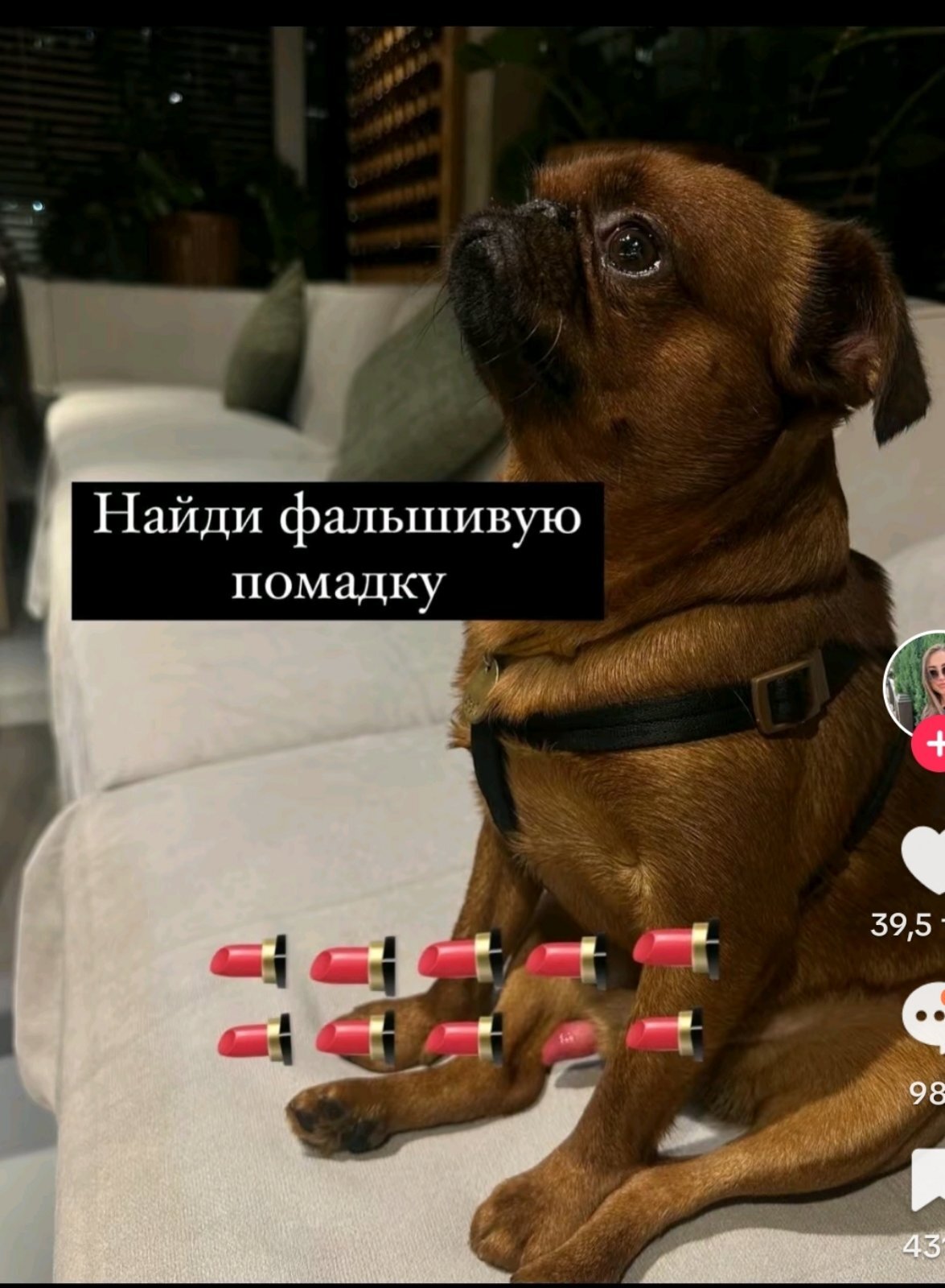 Mystery - From the network, Picture with text, Humor, Repeat, Dog, Penis, Pug, Lipstick