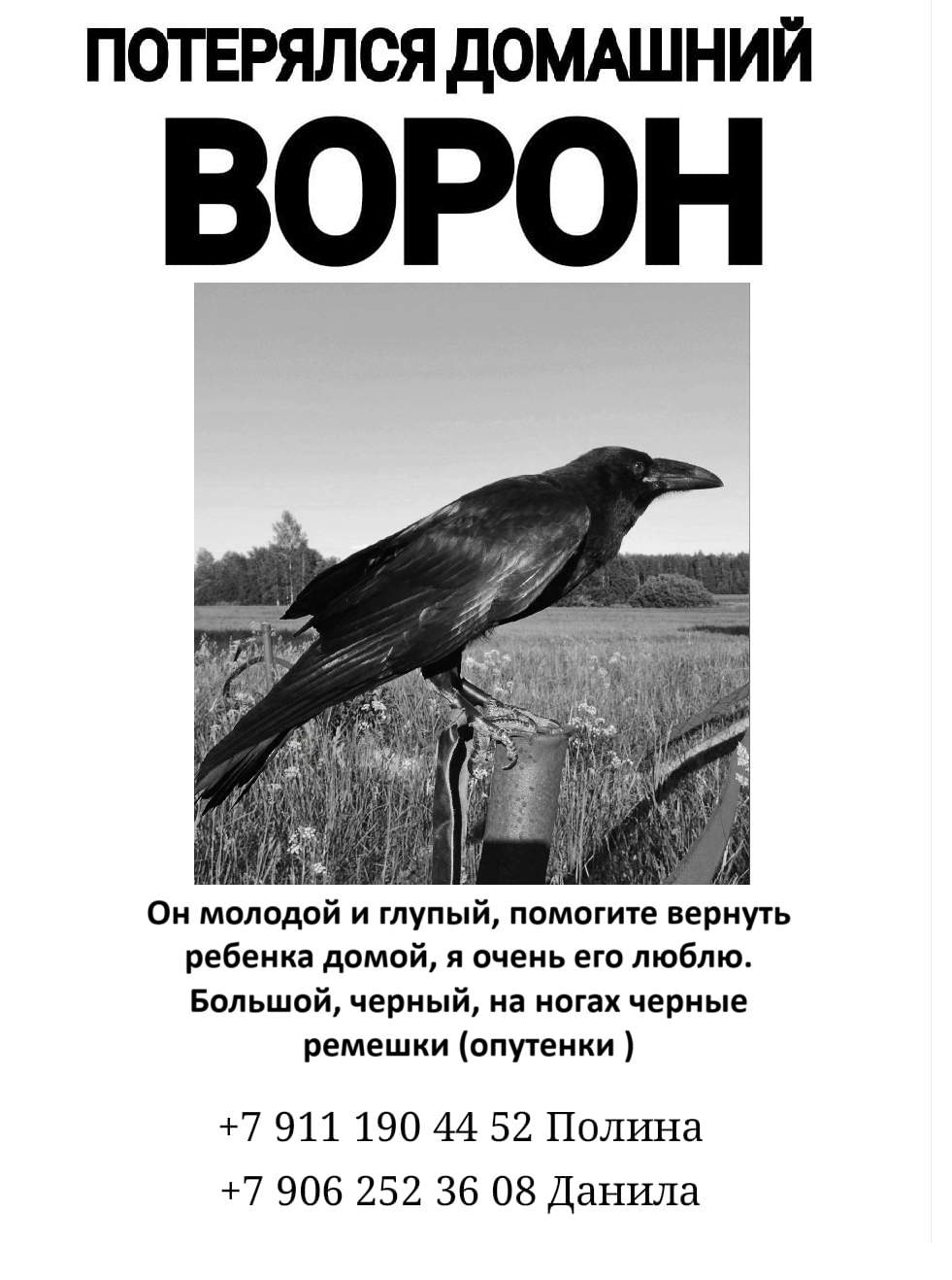 Сила пикабу СПб, помогите найти домашнего ворона Арчи - Ворон, Санкт-Петербург, Помогите найти, Дыбенко, Сила Пикабу, Видео, Вертикальное видео, Длиннопост, Без рейтинга