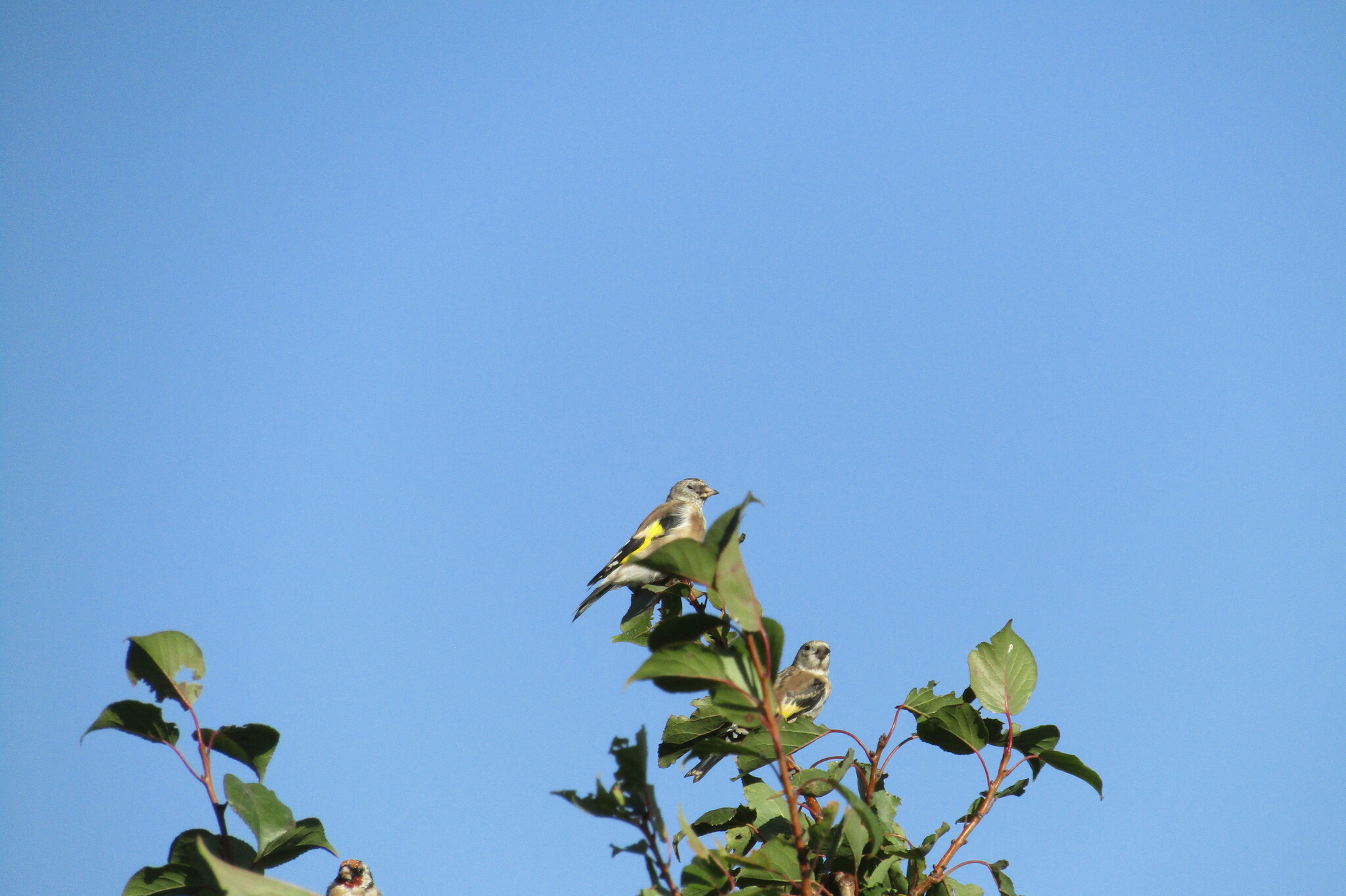 Goldfinch - My, Birds, Village, Goldfinch, Longpost, Family finchidae, Passeriformes, Songbirds, The photo