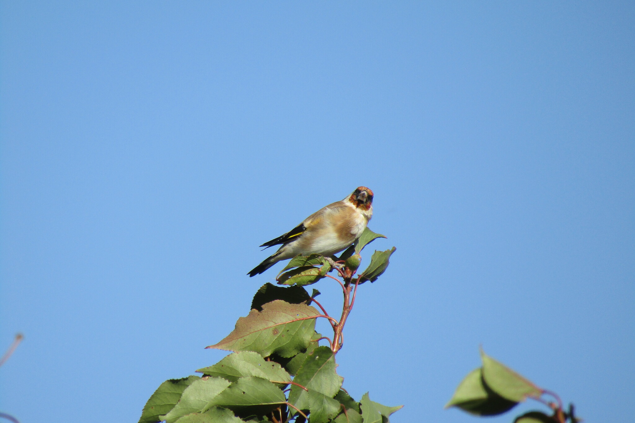 Goldfinch - My, Birds, Village, Goldfinch, Longpost, Family finchidae, Passeriformes, Songbirds, The photo