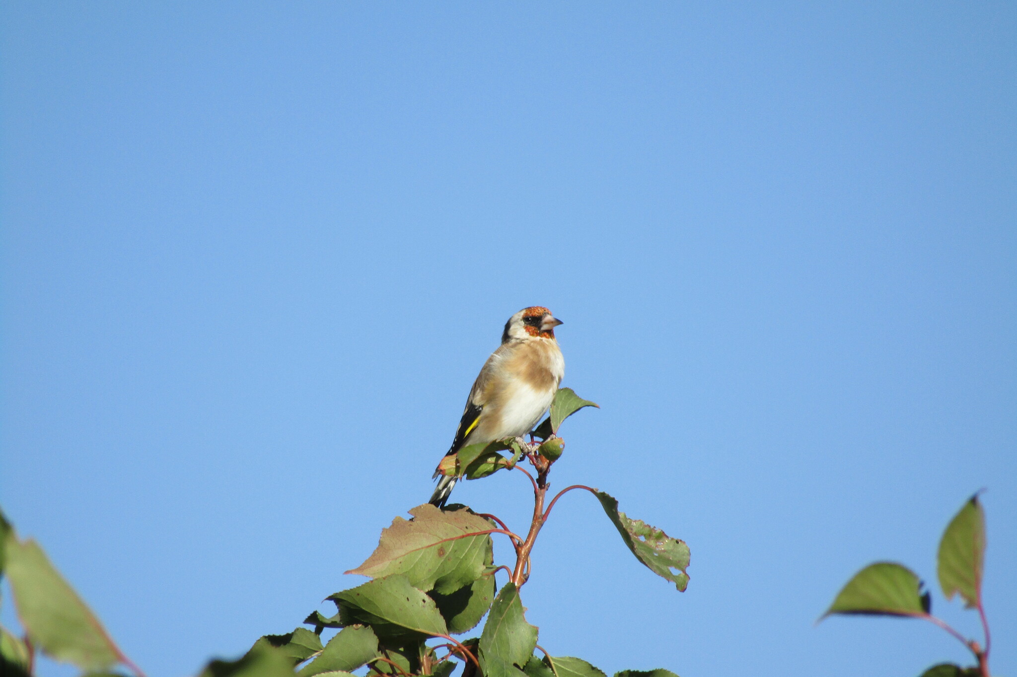 Goldfinch - My, Birds, Village, Goldfinch, Longpost, Family finchidae, Passeriformes, Songbirds, The photo