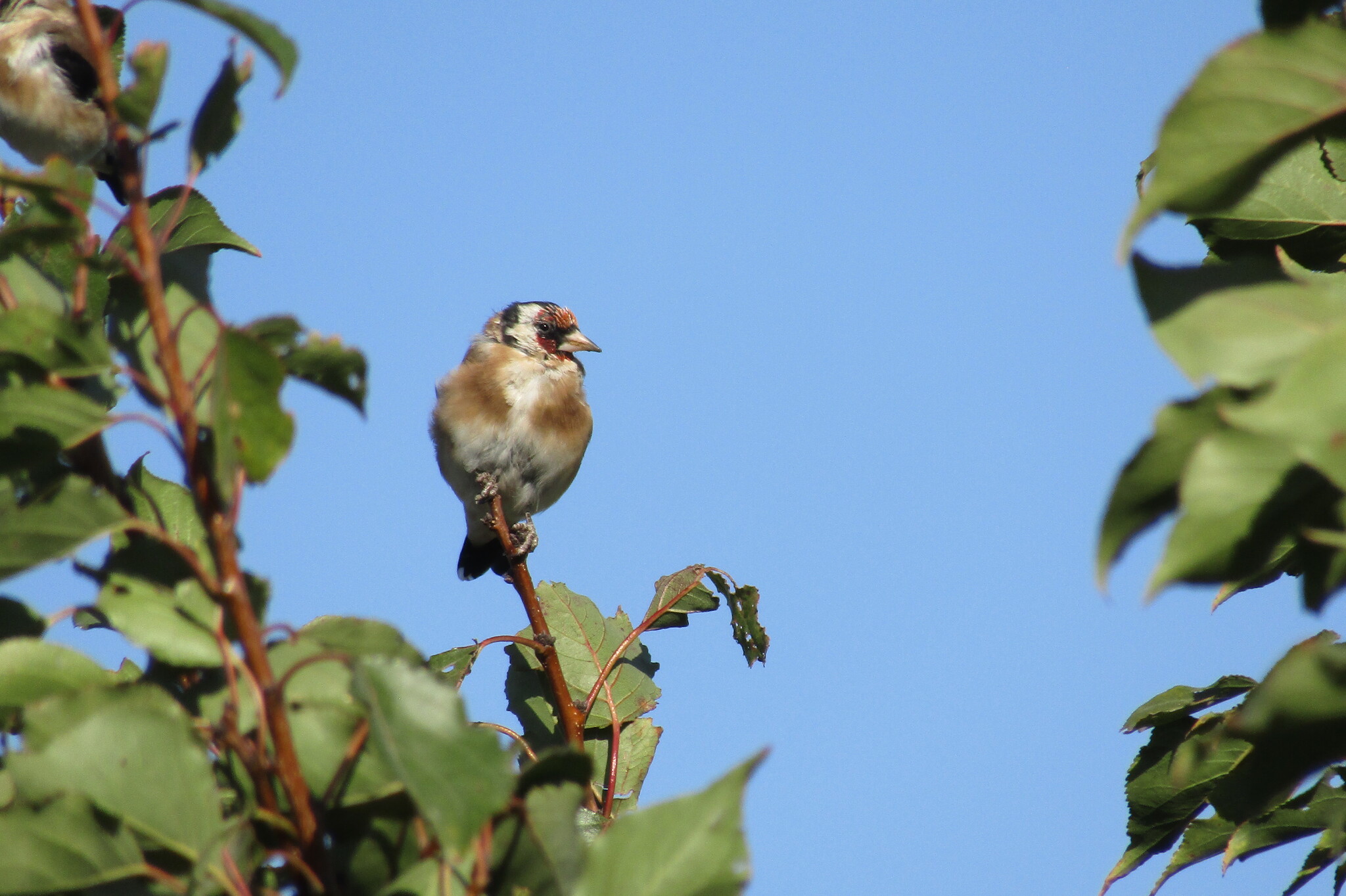 Goldfinch - My, Birds, Village, Goldfinch, Longpost, Family finchidae, Passeriformes, Songbirds, The photo