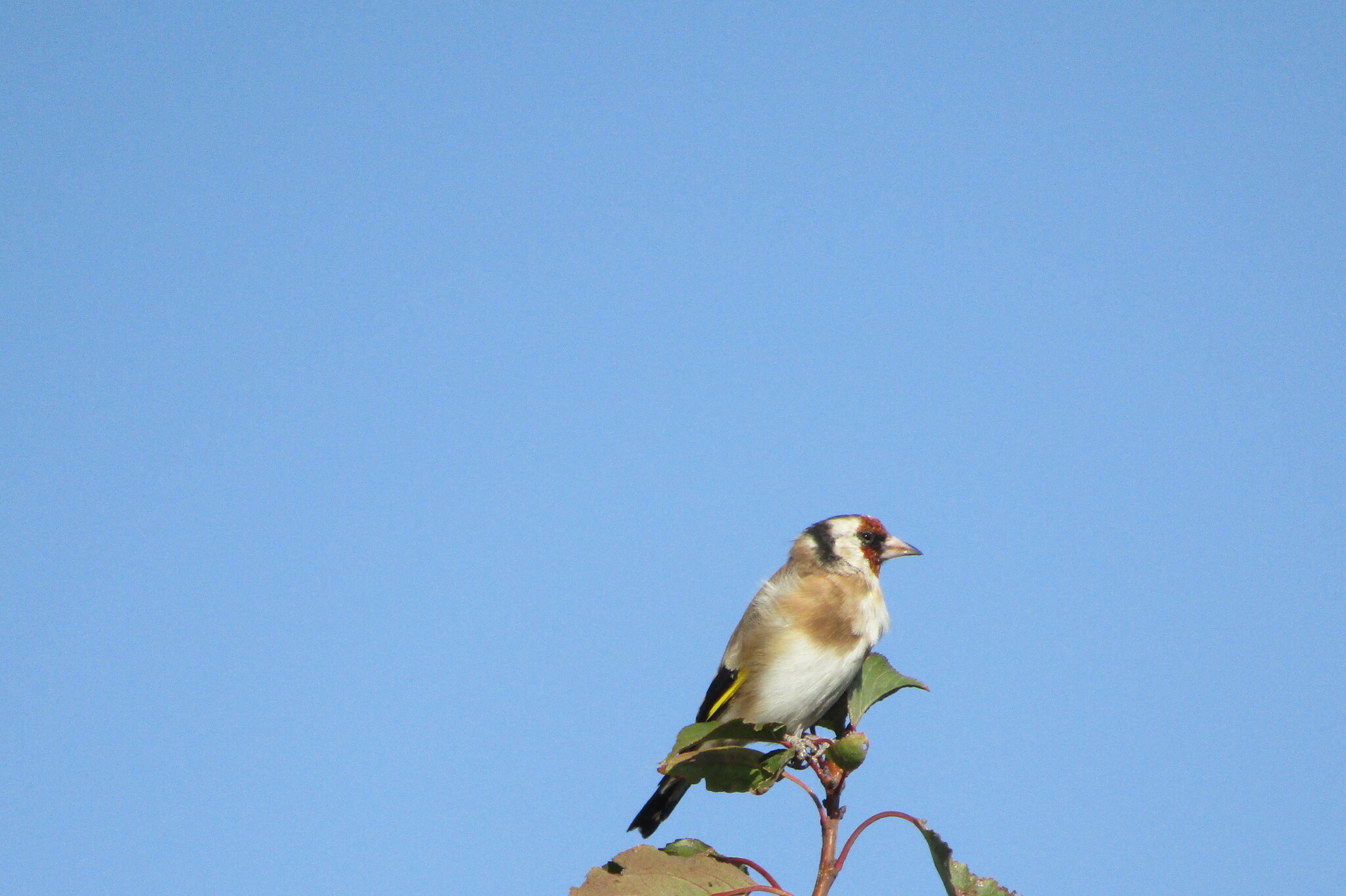 Goldfinch - My, Birds, Village, Goldfinch, Longpost, Family finchidae, Passeriformes, Songbirds, The photo