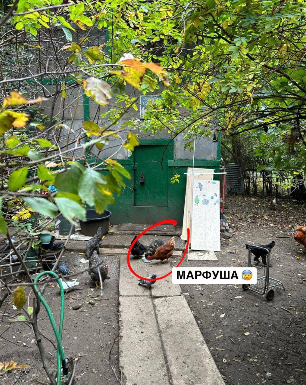 The affectionate cat returns to the Moscow chicken coop... - In good hands, Cat lovers, Kittens, Fluffy, Homeless animals, Moscow, Tricolor cat, Good league, Shelter, cat, No rating, Pet the cat, Volunteering, Overexposure, Veterinary, Video, Vertical video, Longpost