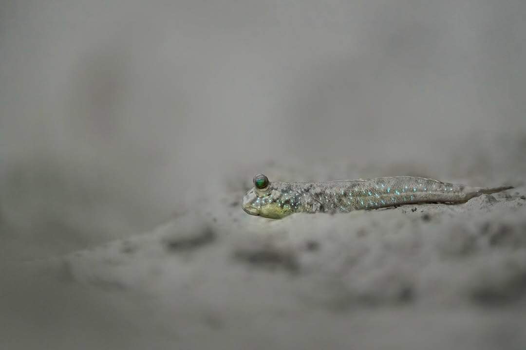 Mudskippers - A fish, Mudskipper, Wild animals, wildlife, India, The photo, Longpost