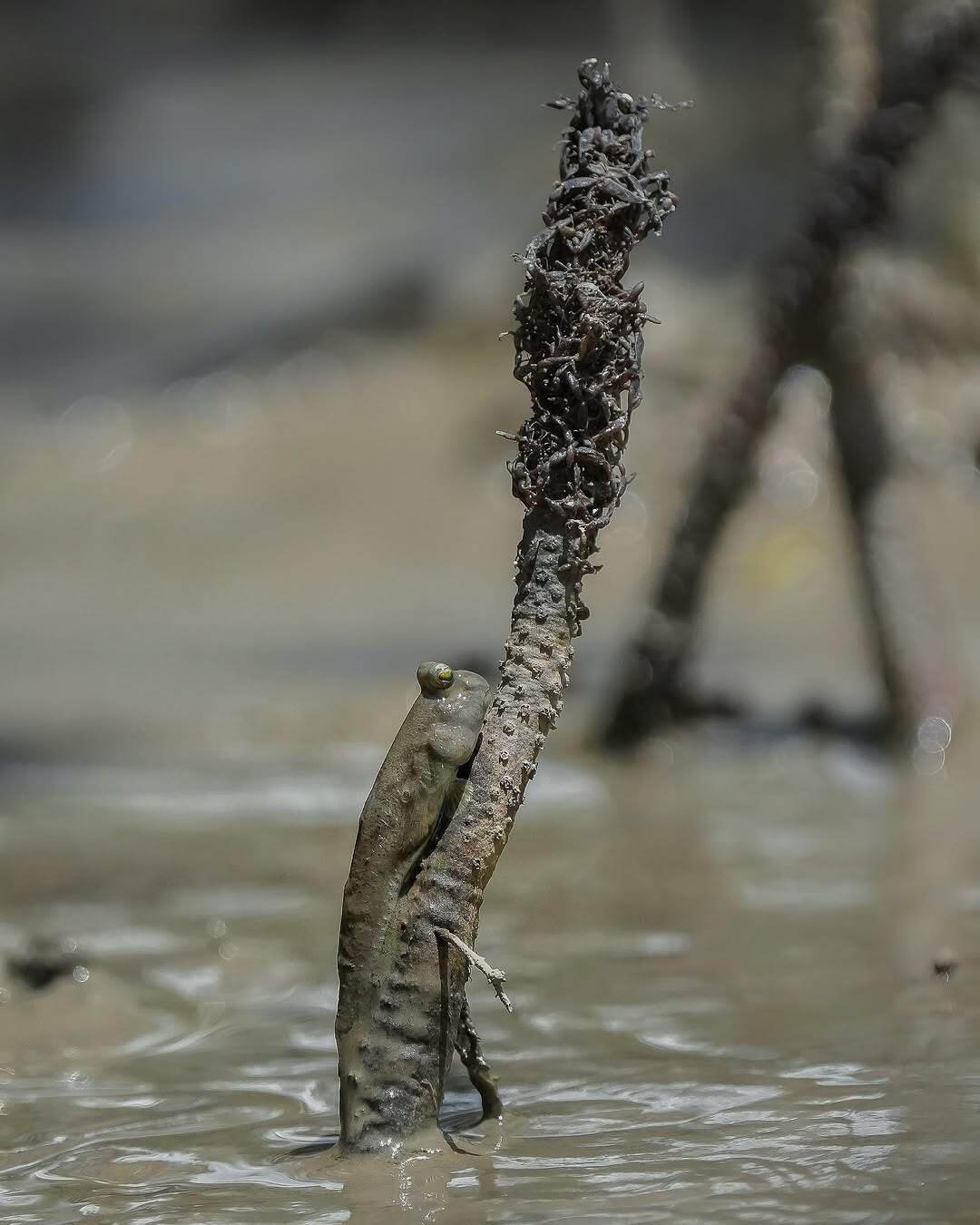 Mudskippers - A fish, Mudskipper, Wild animals, wildlife, India, The photo, Longpost