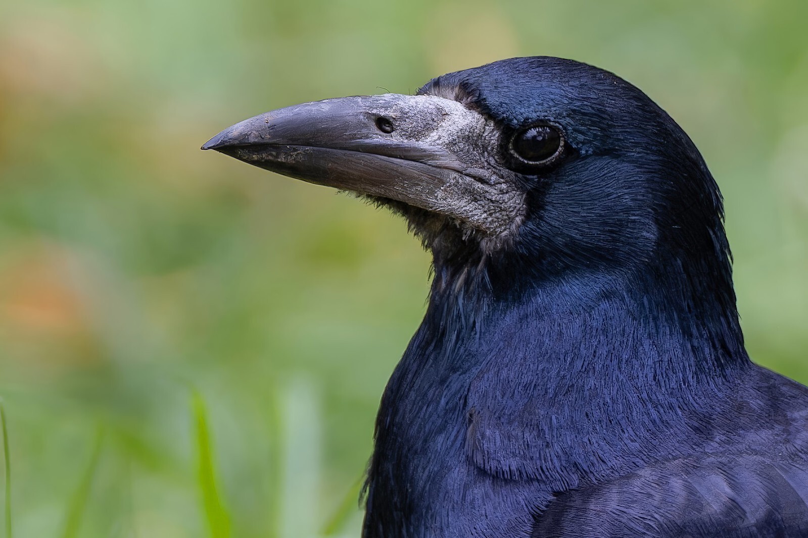 The rooks have arrived - My, The photo, The nature of Russia, Birds, Bird watching, Ornithology, Photo hunting, Ornithology League, In the animal world