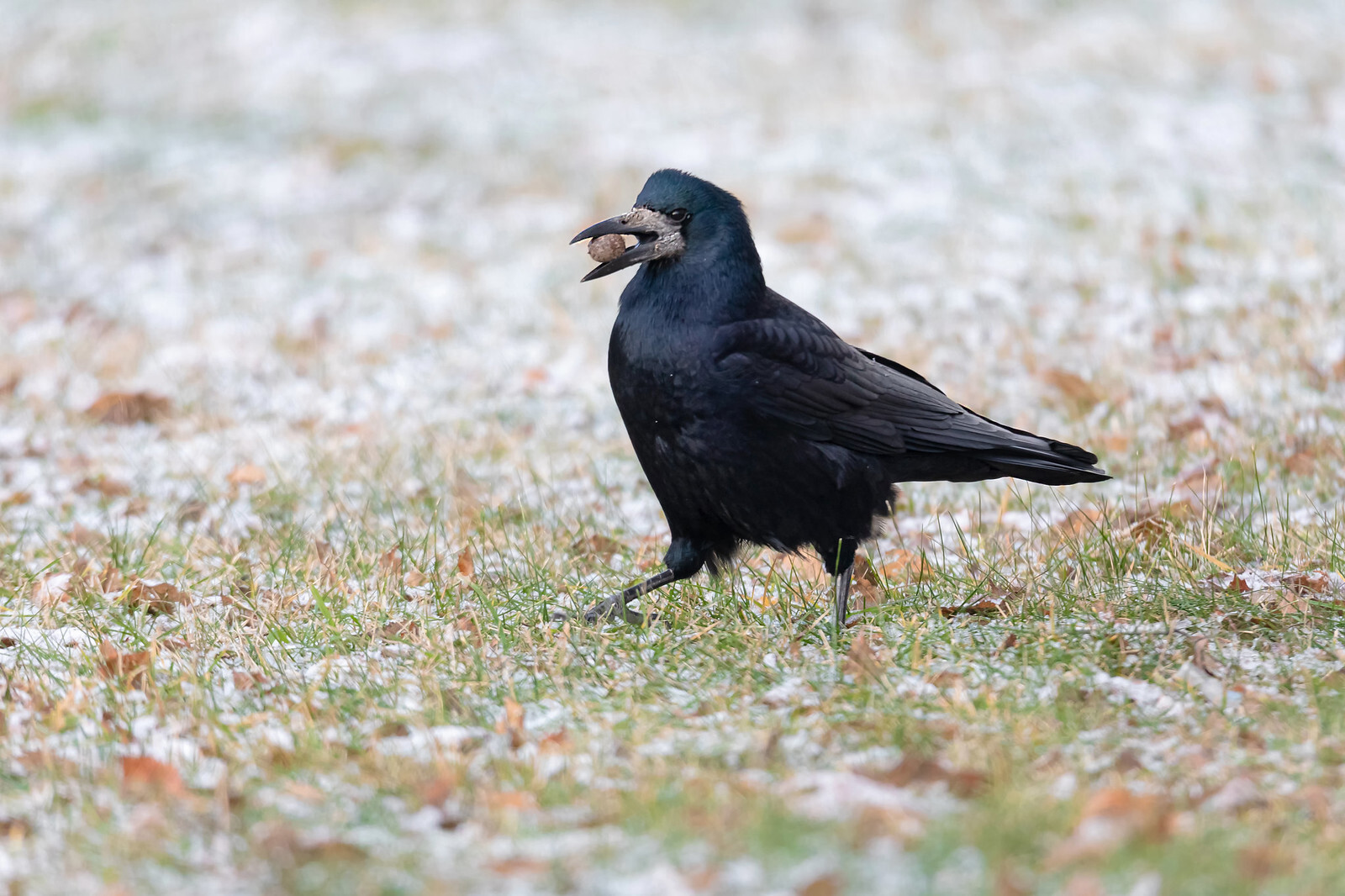 The rooks have arrived - My, The photo, The nature of Russia, Birds, Bird watching, Ornithology, Photo hunting, Ornithology League, In the animal world