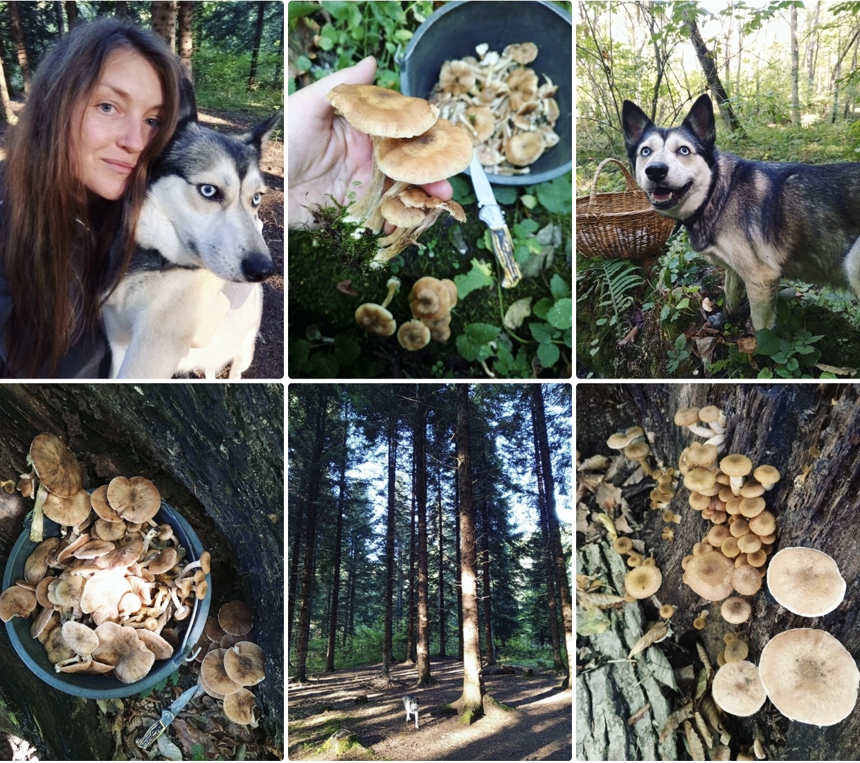 Honey mushrooms - My, Mushrooms, Mushroom pickers, Nature, Beautiful view, Husky, Dog, Animals, Pets, Republic of Adygea, Honey mushrooms, Forest, Walk in the woods, The nature of Russia, The photo, Camping, Autumn