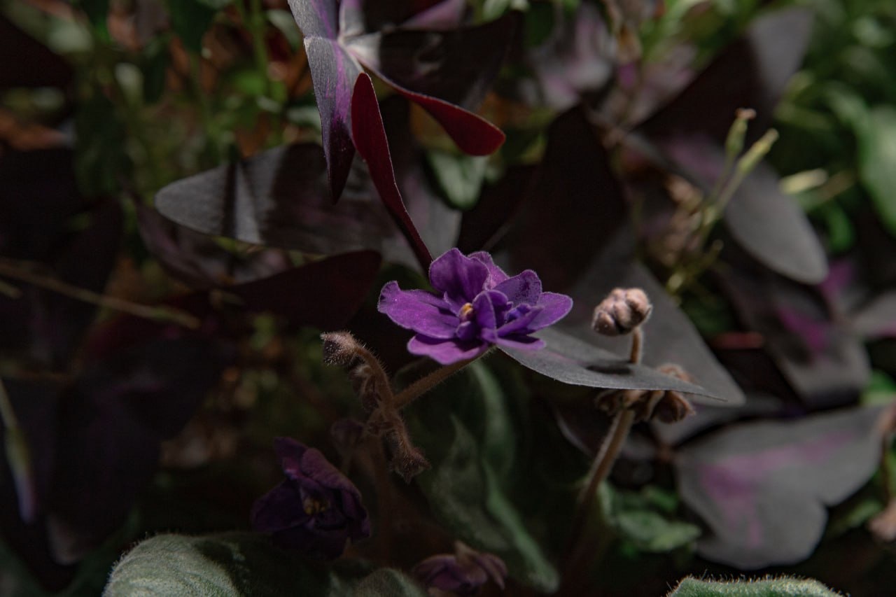 Flowers You Can Eat. Edible Flowers - My, Hydroponics, Aeroponics, Vertical Truss, Microgreens, Viola, Balsam, Violets, Longpost