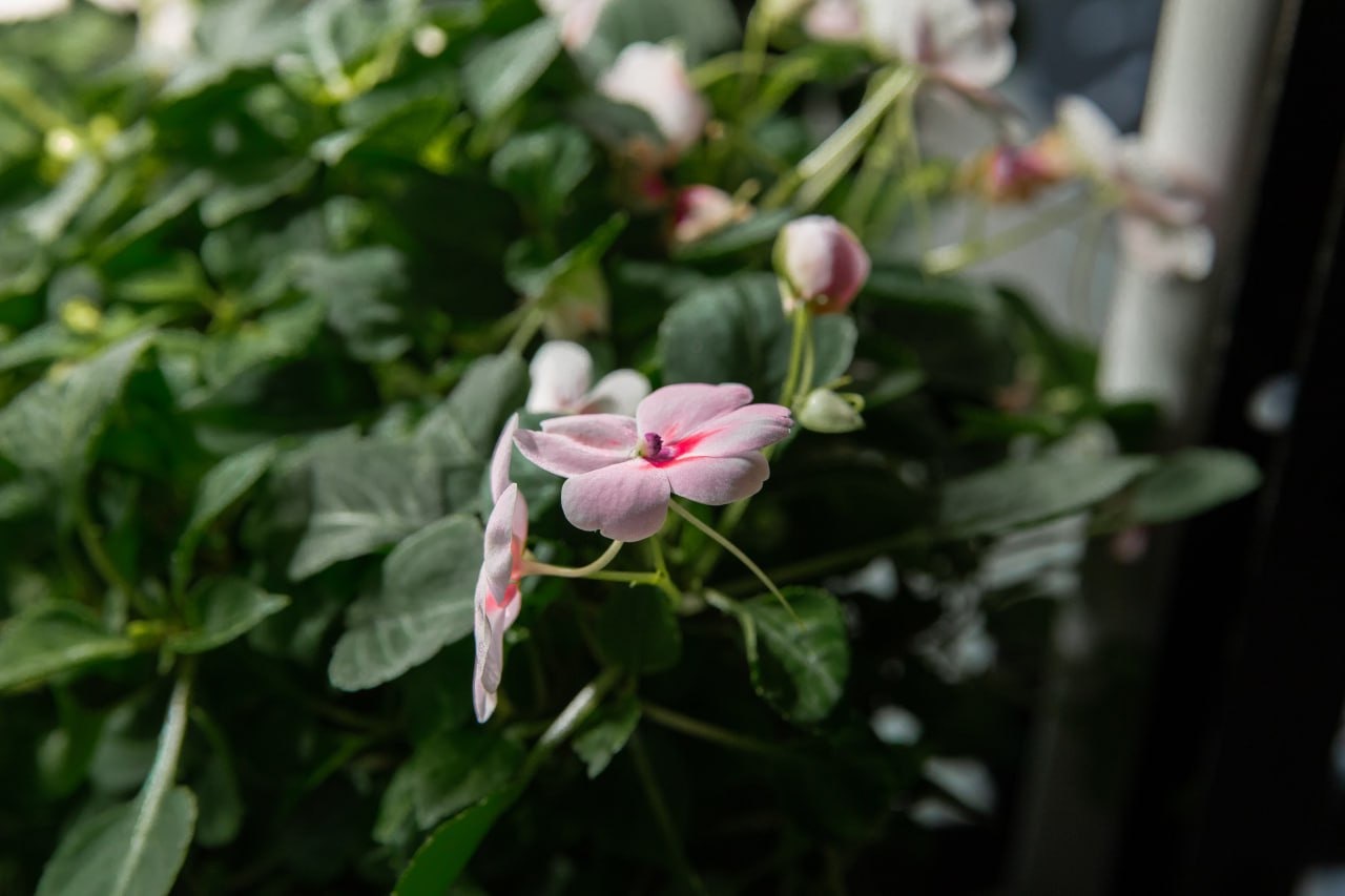 Flowers You Can Eat. Edible Flowers - My, Hydroponics, Aeroponics, Vertical Truss, Microgreens, Viola, Balsam, Violets, Longpost