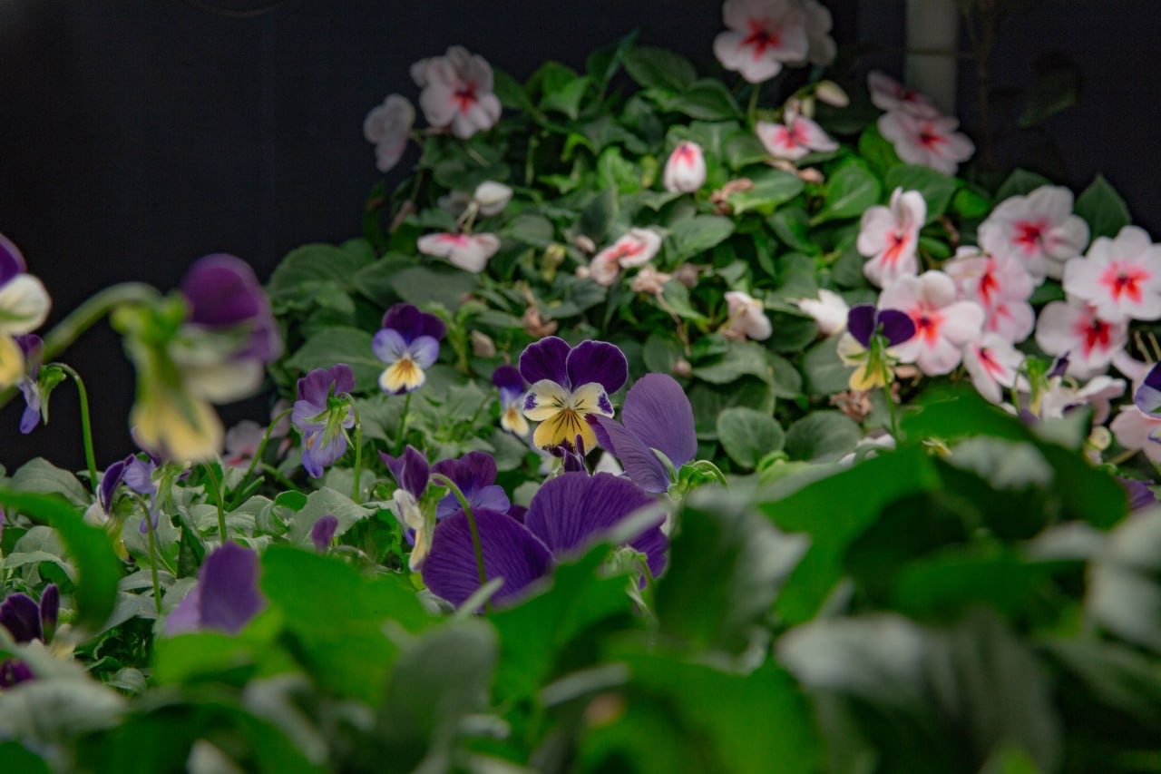 Flowers You Can Eat. Edible Flowers - My, Hydroponics, Aeroponics, Vertical Truss, Microgreens, Viola, Balsam, Violets, Longpost