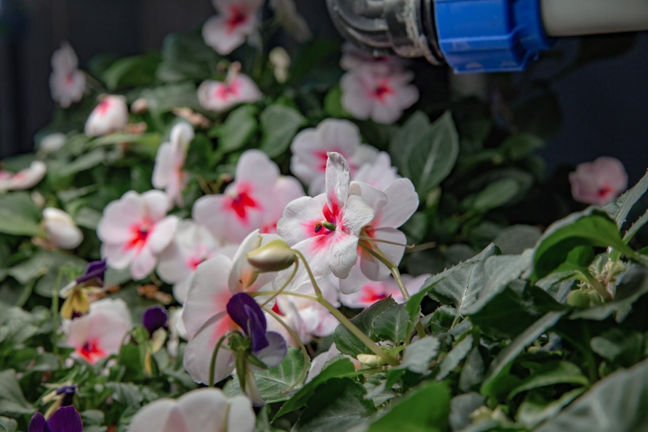 Flowers You Can Eat. Edible Flowers - My, Hydroponics, Aeroponics, Vertical Truss, Microgreens, Viola, Balsam, Violets, Longpost