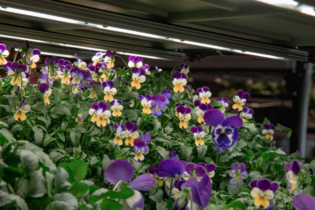 Flowers You Can Eat. Edible Flowers - My, Hydroponics, Aeroponics, Vertical Truss, Microgreens, Viola, Balsam, Violets, Longpost