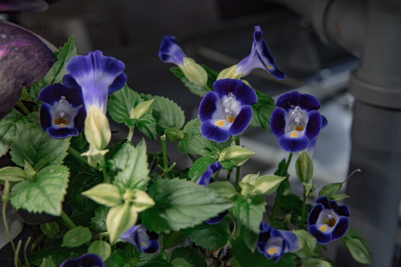 Flowers You Can Eat. Edible Flowers - My, Hydroponics, Aeroponics, Vertical Truss, Microgreens, Viola, Balsam, Violets, Longpost