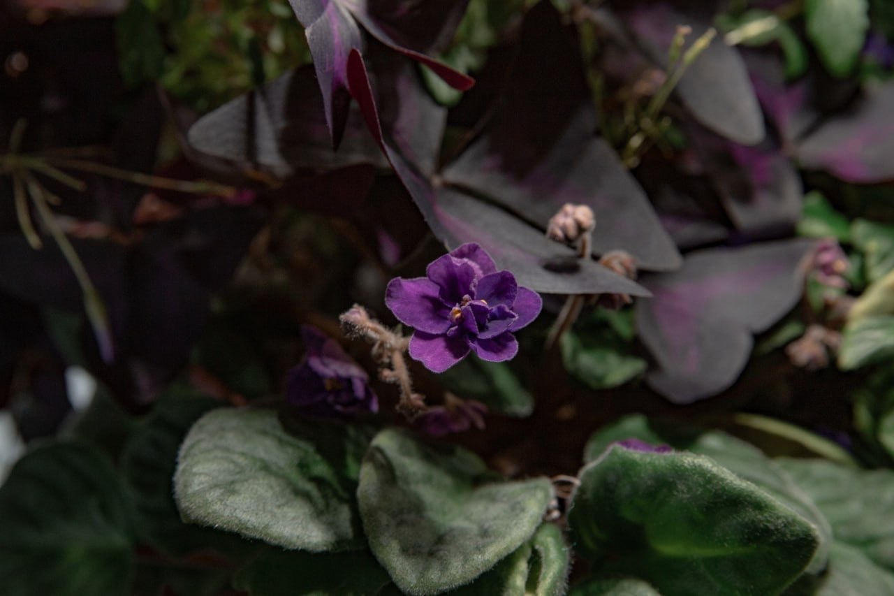 Flowers You Can Eat. Edible Flowers - My, Hydroponics, Aeroponics, Vertical Truss, Microgreens, Viola, Balsam, Violets, Longpost