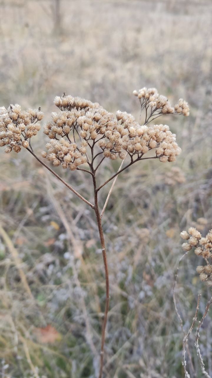 Autumn - My, The photo, Mobile photography, Voronezh region, Chernozemye, Don, Autumn, Longpost