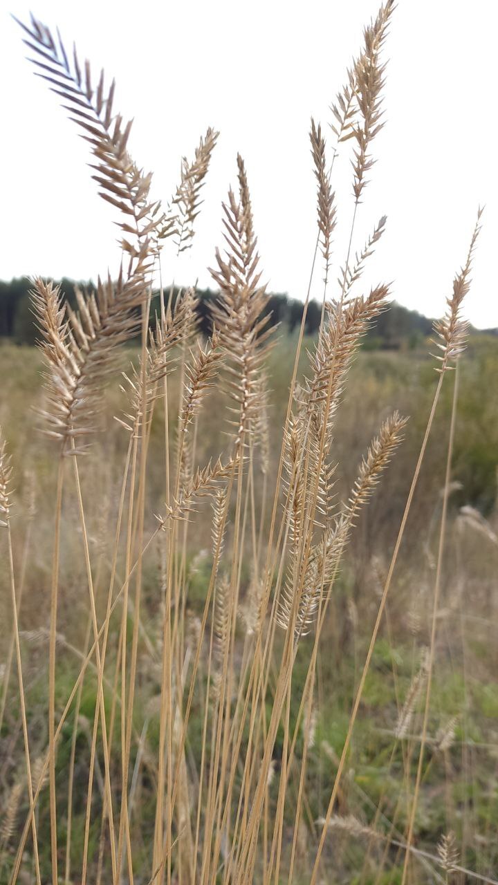 Autumn - My, The photo, Mobile photography, Voronezh region, Chernozemye, Don, Autumn, Longpost