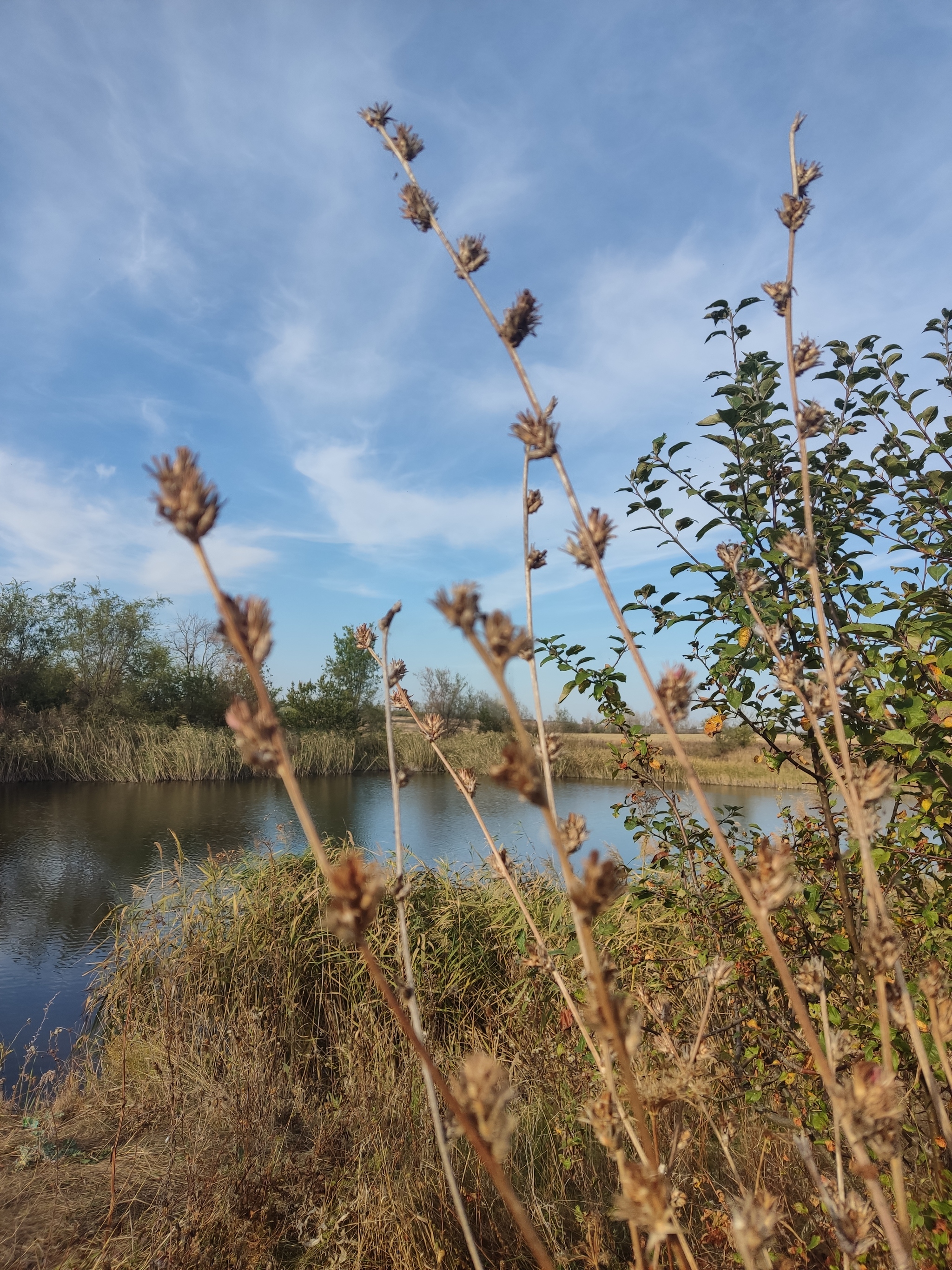 Autumn - My, The photo, Mobile photography, Voronezh region, Chernozemye, Don, Autumn, Longpost