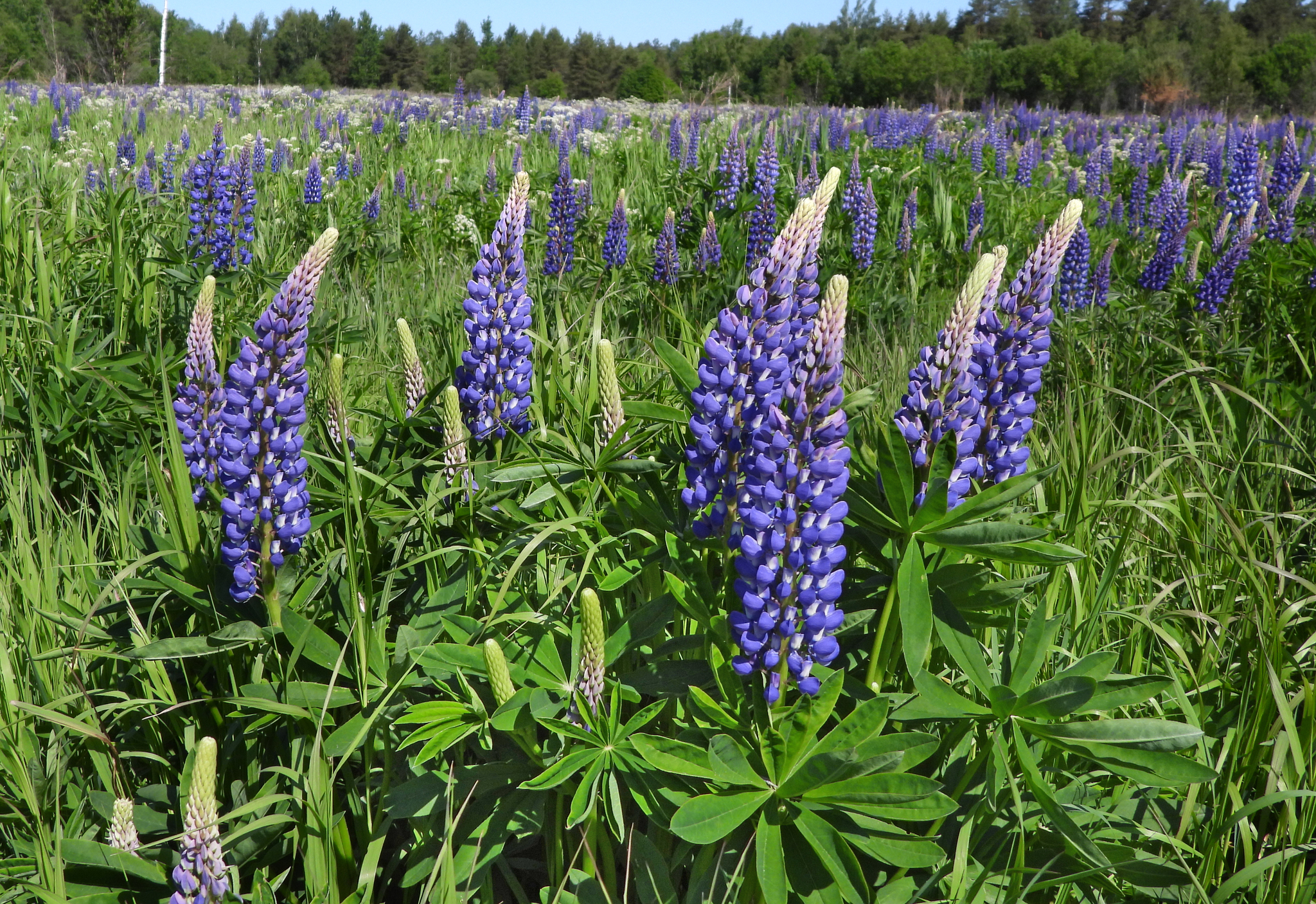 Lupine: good or bad?! - My, Plants, Entertaining botany, Botany, Lupine, Botanical Museum, Invasive species, Longpost