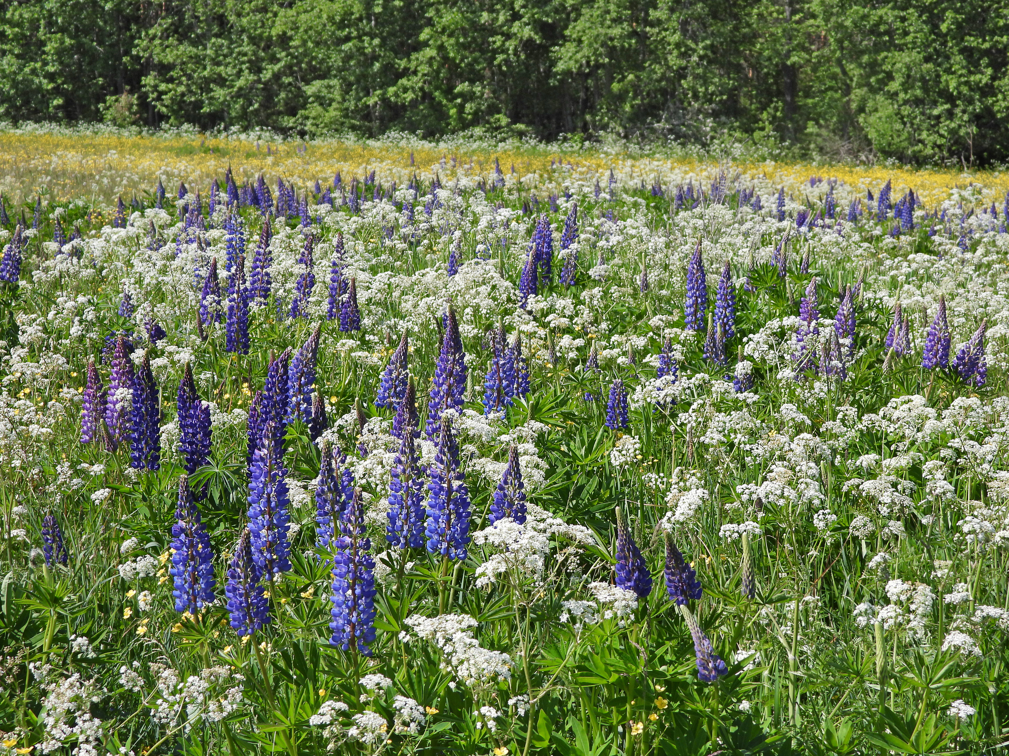 Lupine: good or bad?! - My, Plants, Entertaining botany, Botany, Lupine, Botanical Museum, Invasive species, Longpost