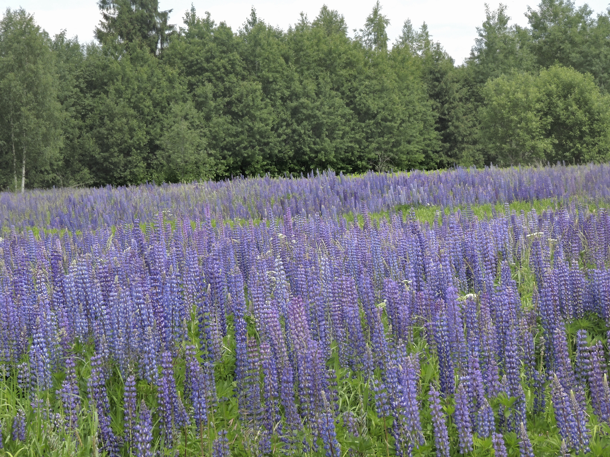 Lupine: good or bad?! - My, Plants, Entertaining botany, Botany, Lupine, Botanical Museum, Invasive species, Longpost