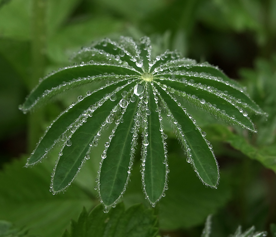 Lupine: good or bad?! - My, Plants, Entertaining botany, Botany, Lupine, Botanical Museum, Invasive species, Longpost