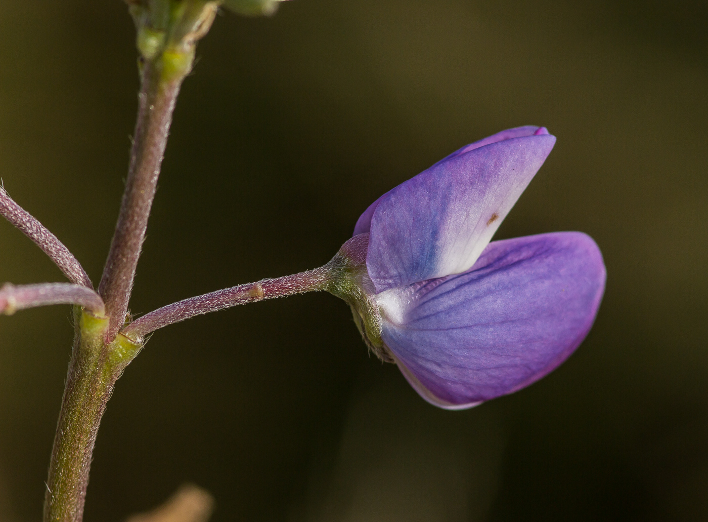 Lupine: good or bad?! - My, Plants, Entertaining botany, Botany, Lupine, Botanical Museum, Invasive species, Longpost