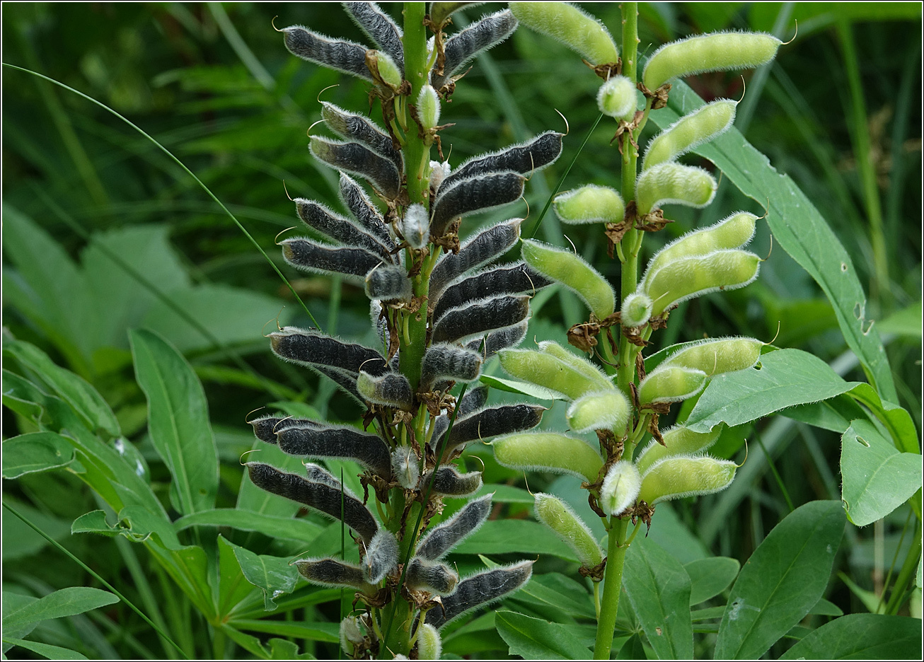 Lupine: good or bad?! - My, Plants, Entertaining botany, Botany, Lupine, Botanical Museum, Invasive species, Longpost