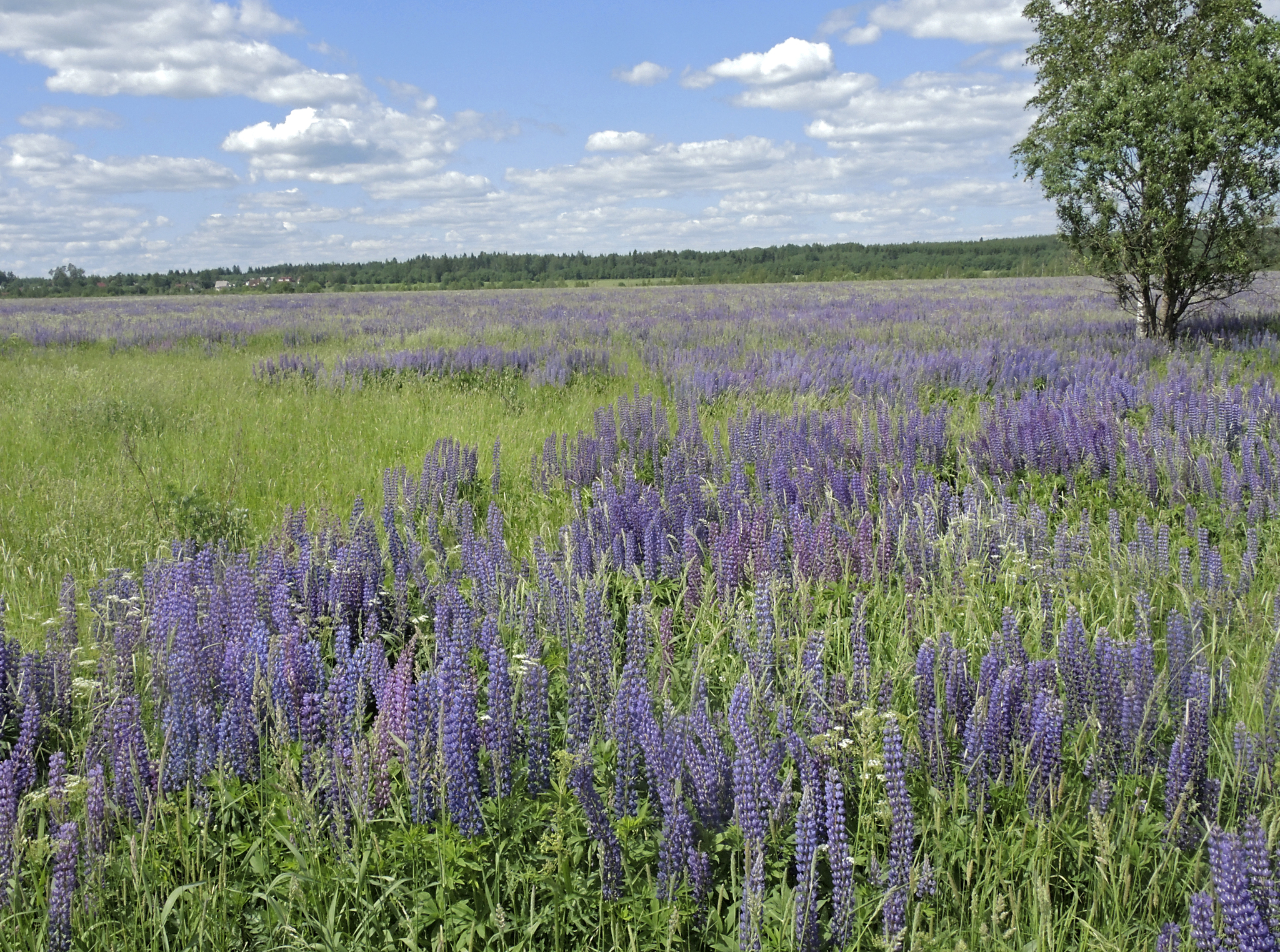 Lupine: good or bad?! - My, Plants, Entertaining botany, Botany, Lupine, Botanical Museum, Invasive species, Longpost