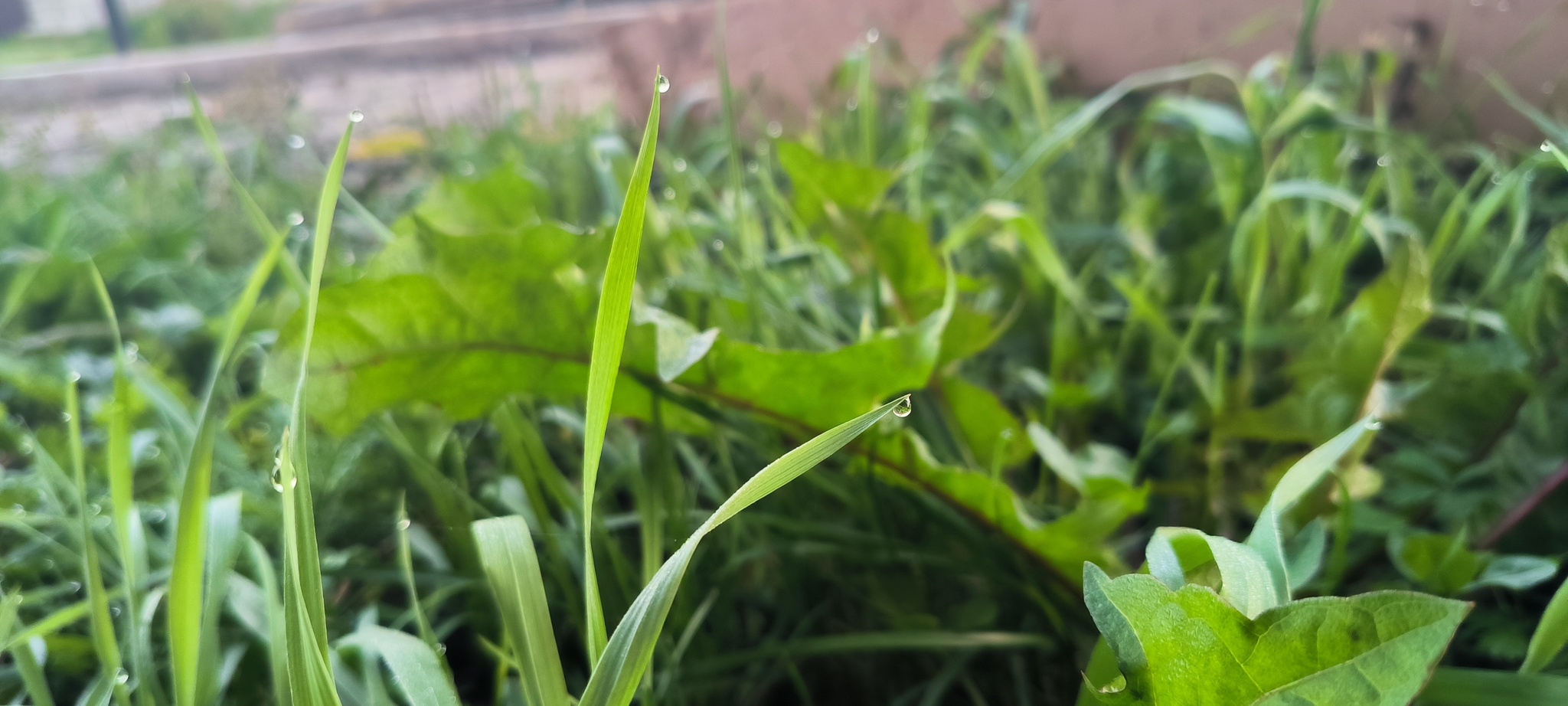 A little bit of the passing summer in the feed - My, The photo, Mobile photography, Summer, Grass, Dew