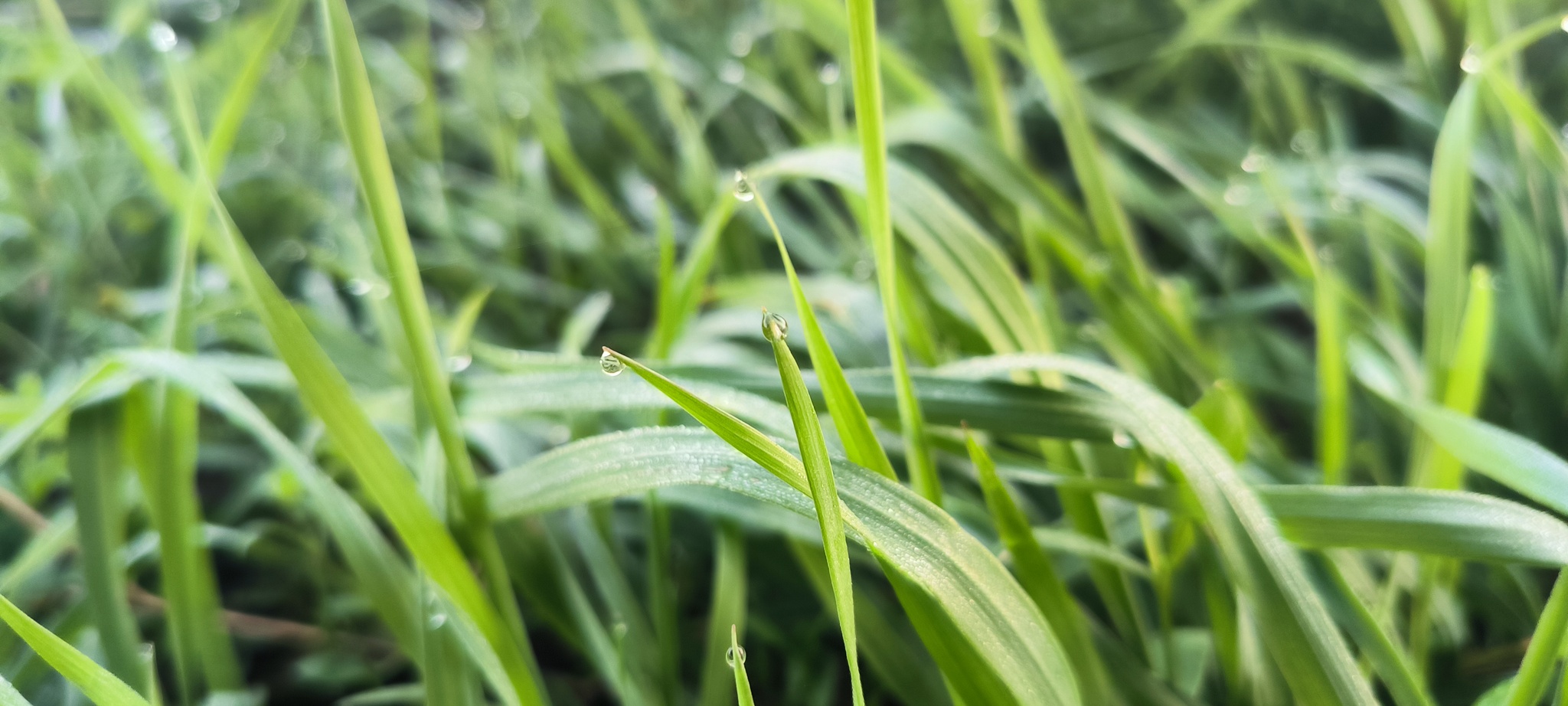 A little bit of the passing summer in the feed - My, The photo, Mobile photography, Summer, Grass, Dew