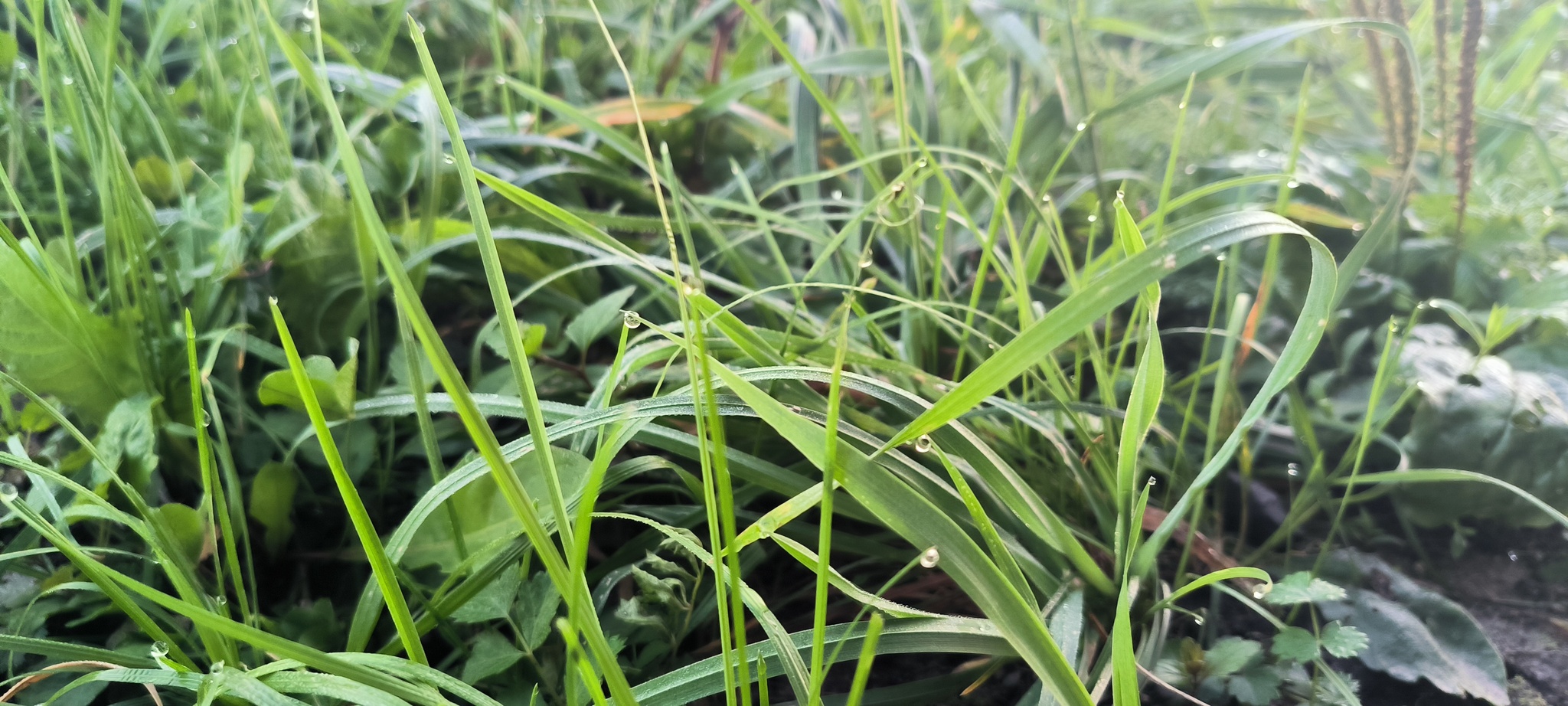 A little bit of the passing summer in the feed - My, The photo, Mobile photography, Summer, Grass, Dew